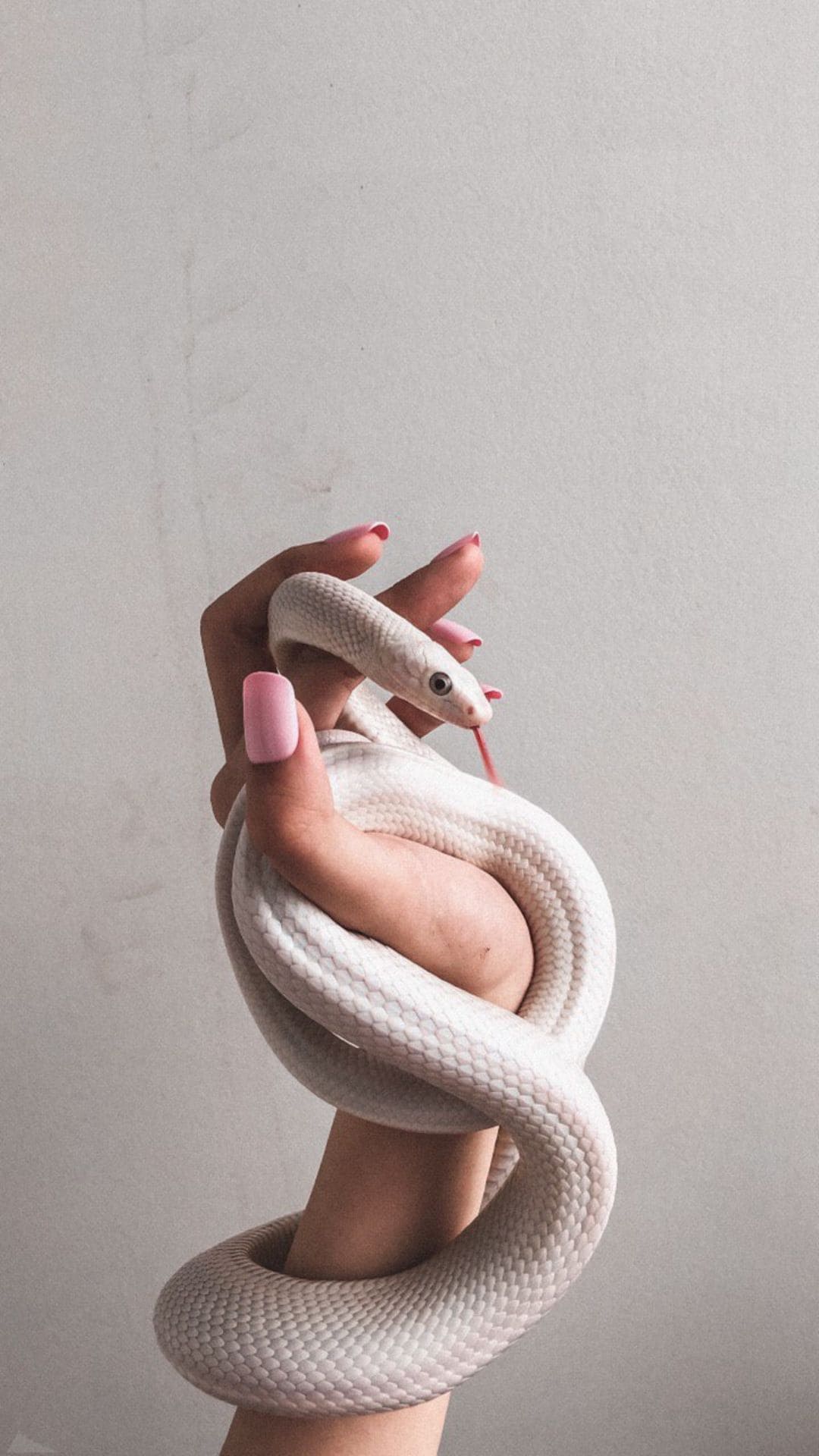 Serpente bianco intorno mano, 1080x1920 Verticale, Mobile