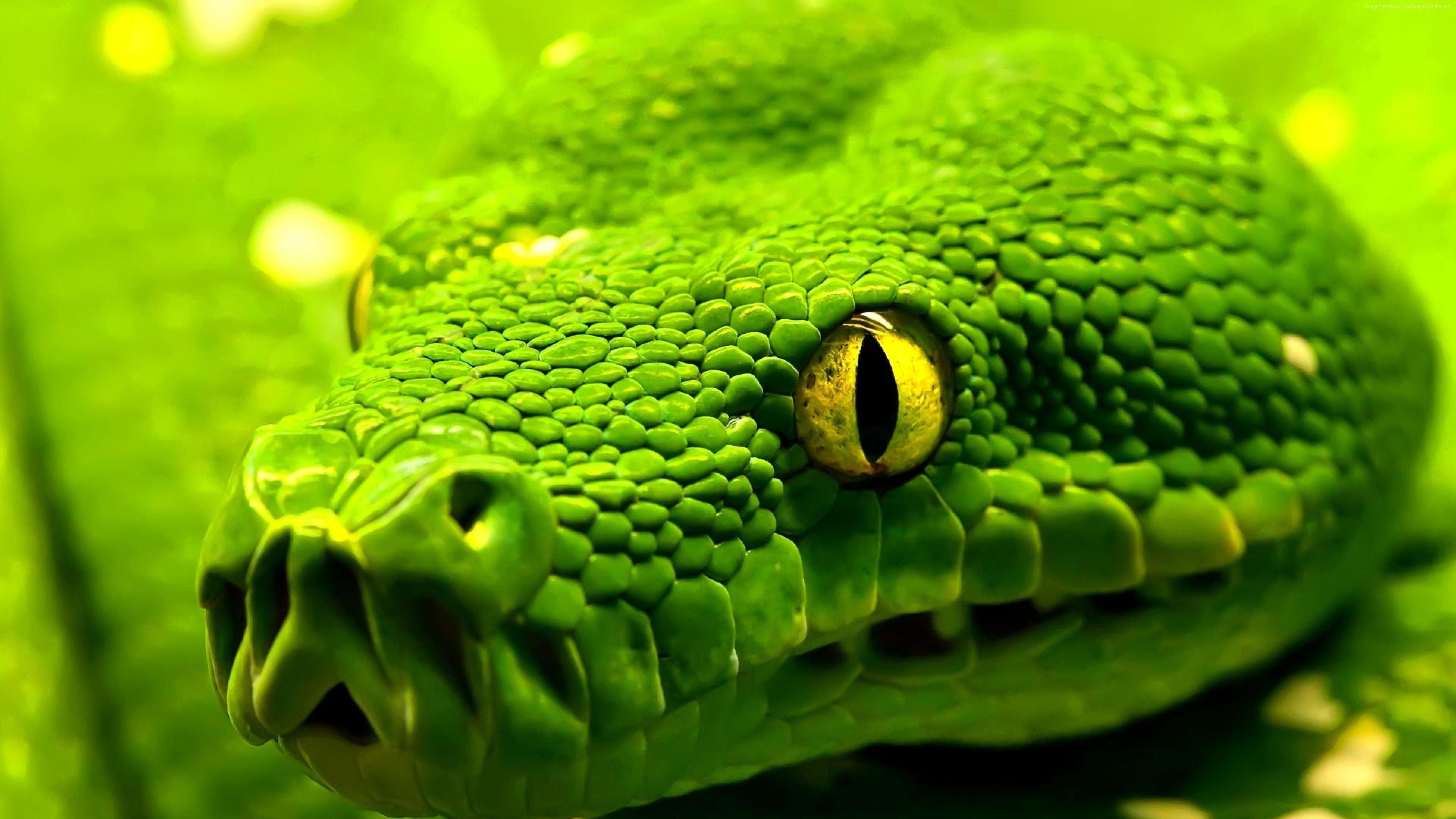 Testa di serpente verde, 3840x2160 Ultra HD, Monitor 4K