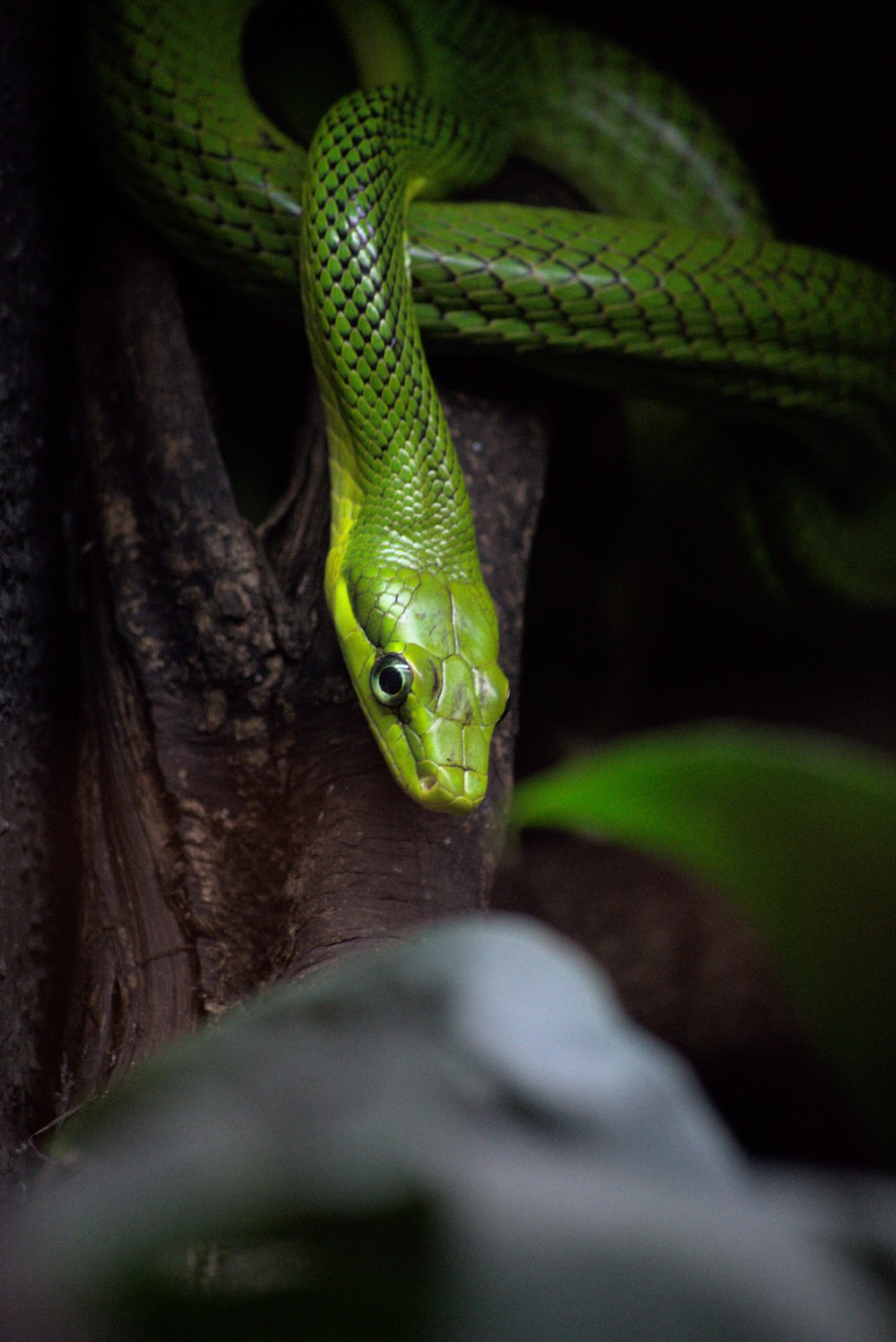 Serpente verde su ramo, 1000x1498 Full HD Verticale, Google Pixel