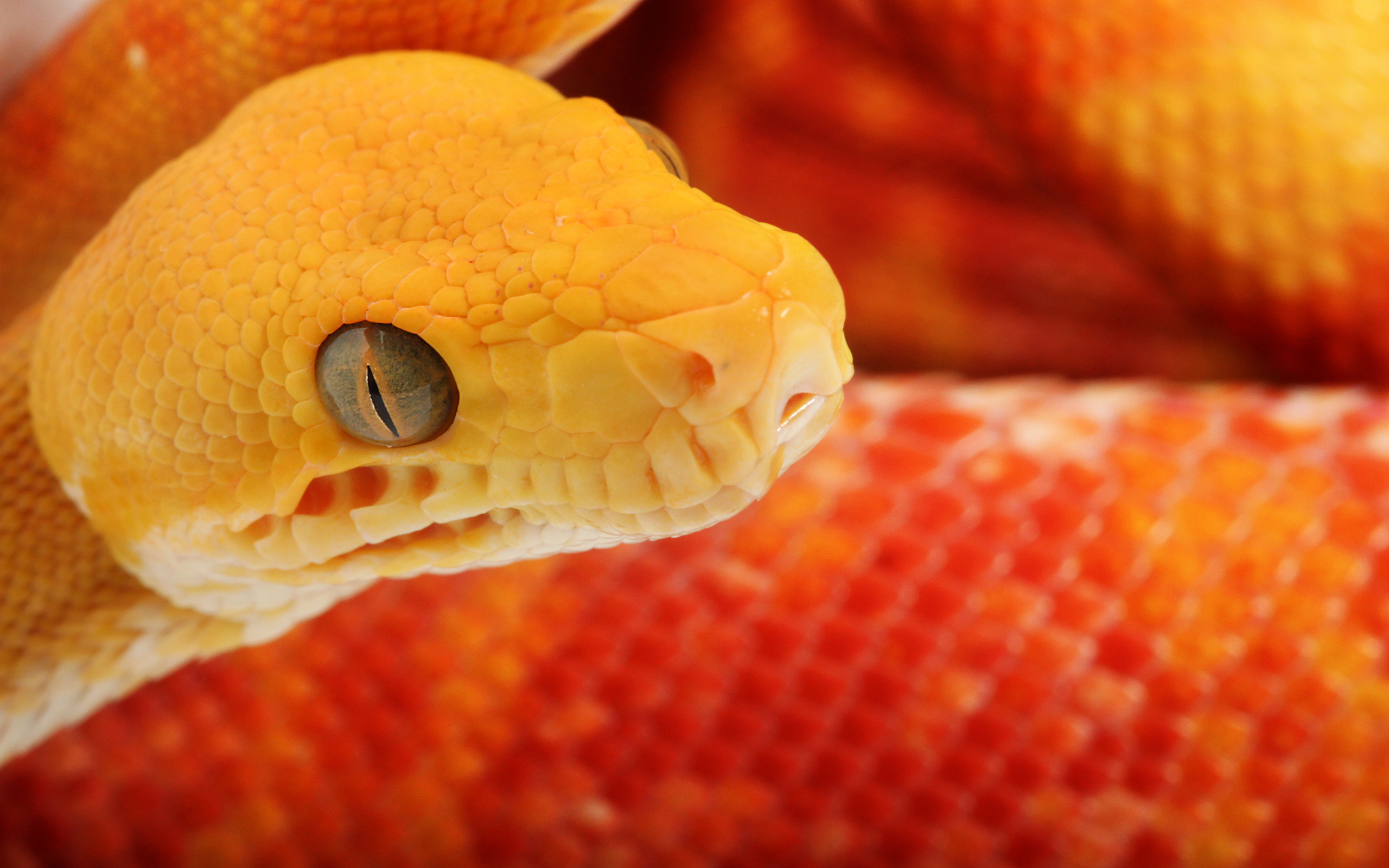 Serpente giallo arancione ravvicinato, 2560x1600 2K, Desktop