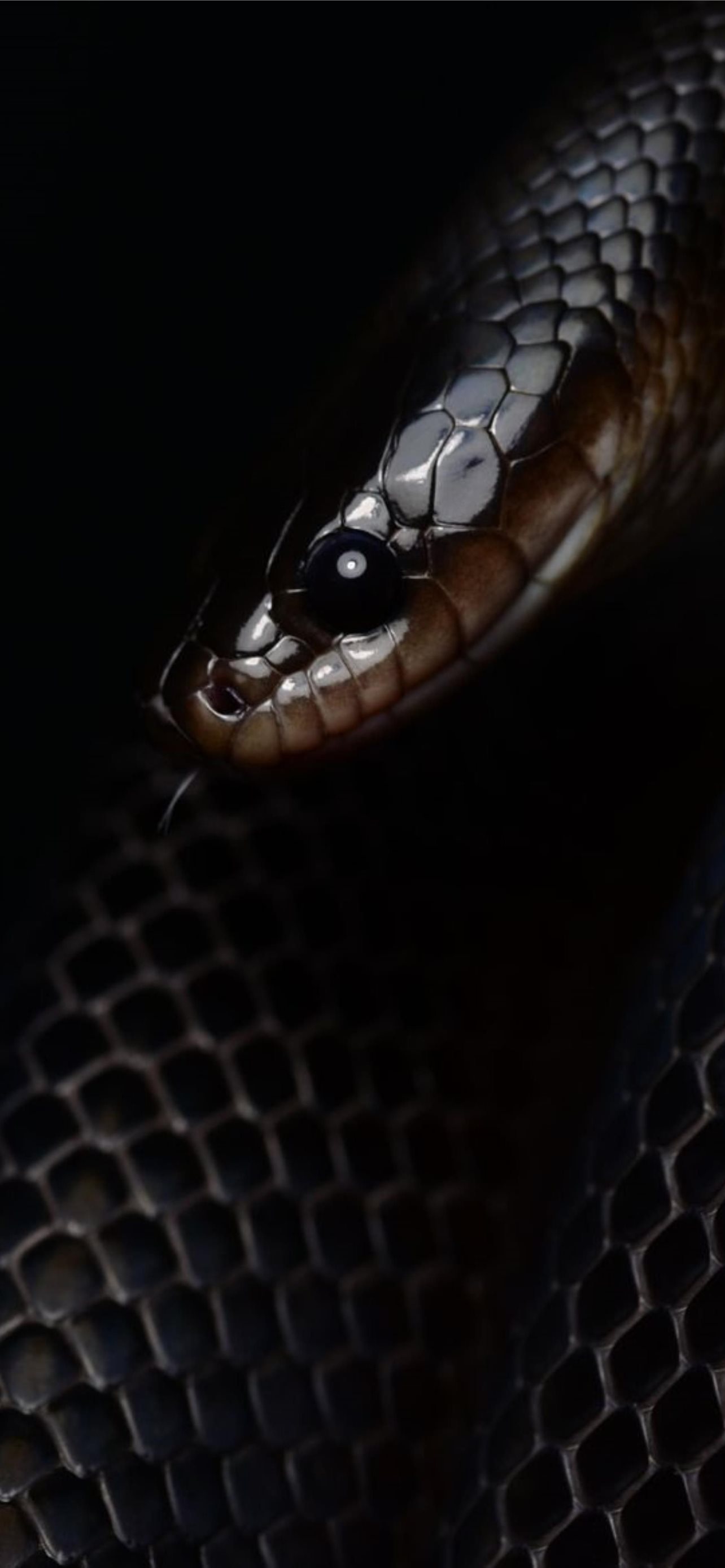 Serpente nero su sfondo scuro, 1284x2778 Full HD Verticale, Smartphone
