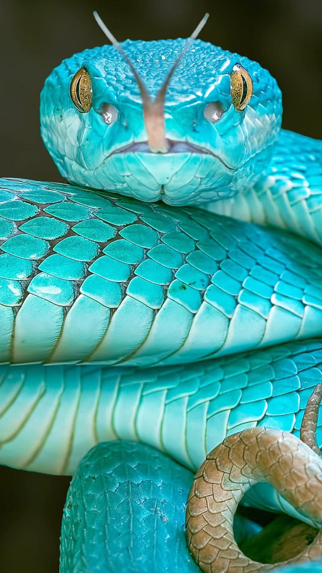 Serpente blu turchese avvolto, 1080x1920 Verticale, Samsung Galaxy