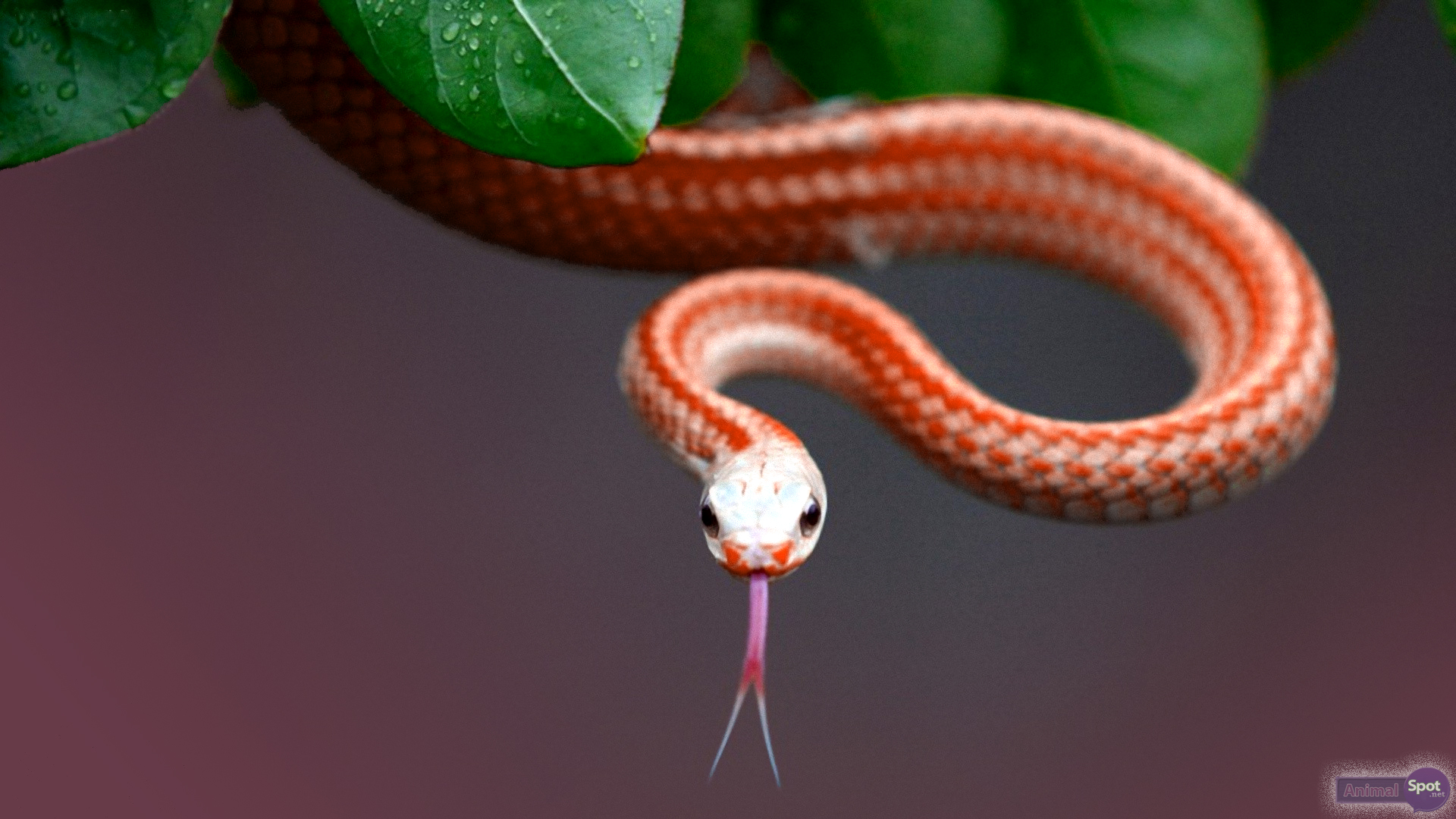 Serpente arancione su ramo, 1920x1080 Full HD 1080p, PC