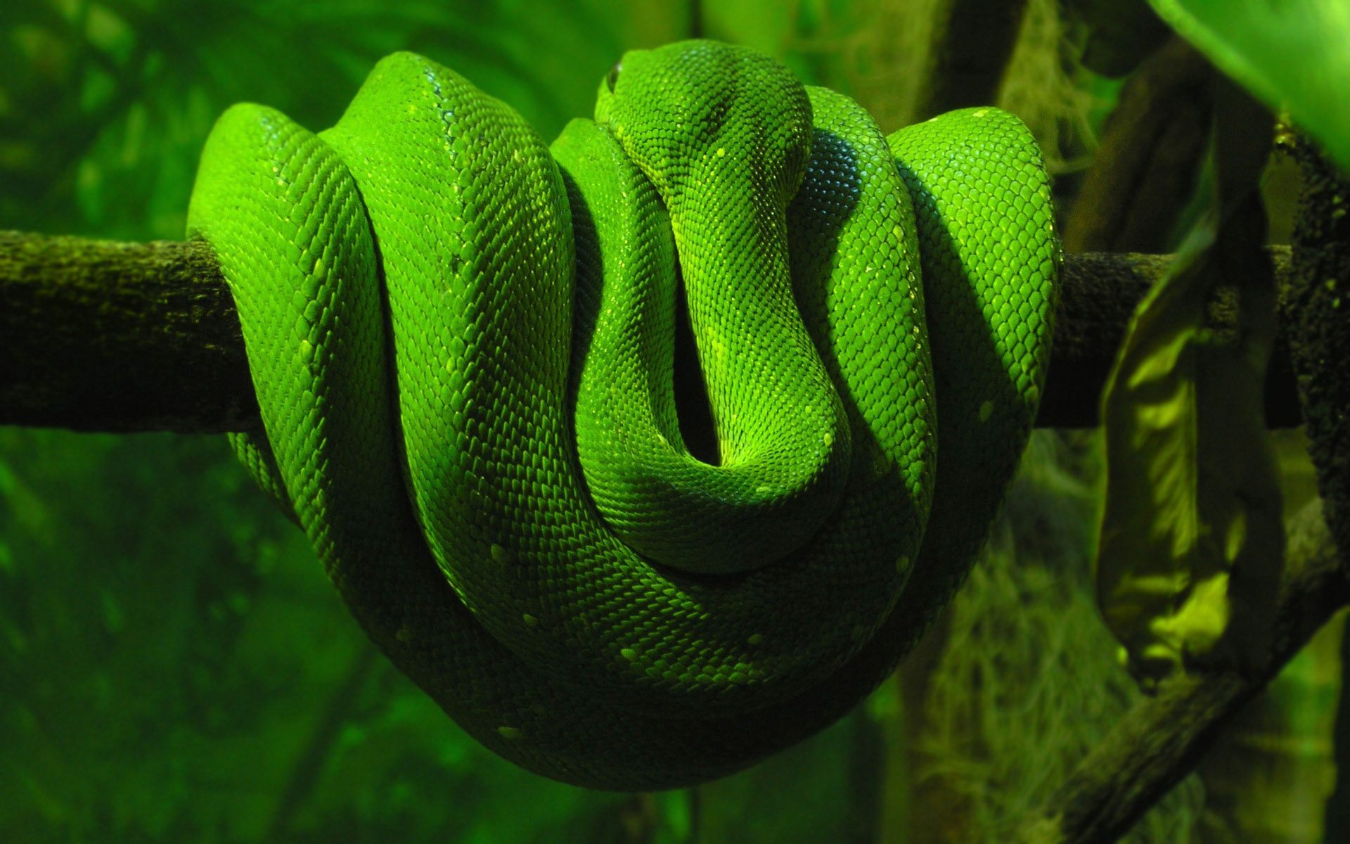 Pitone verde arrotolato su ramo, 1920x1200 WUXGA, PC Desktop
