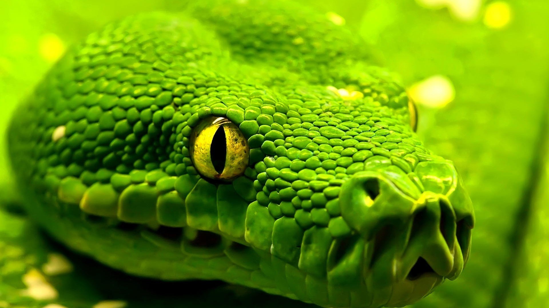 Pitone verde primo piano, 1920x1080 Full HD 1080p, Laptop