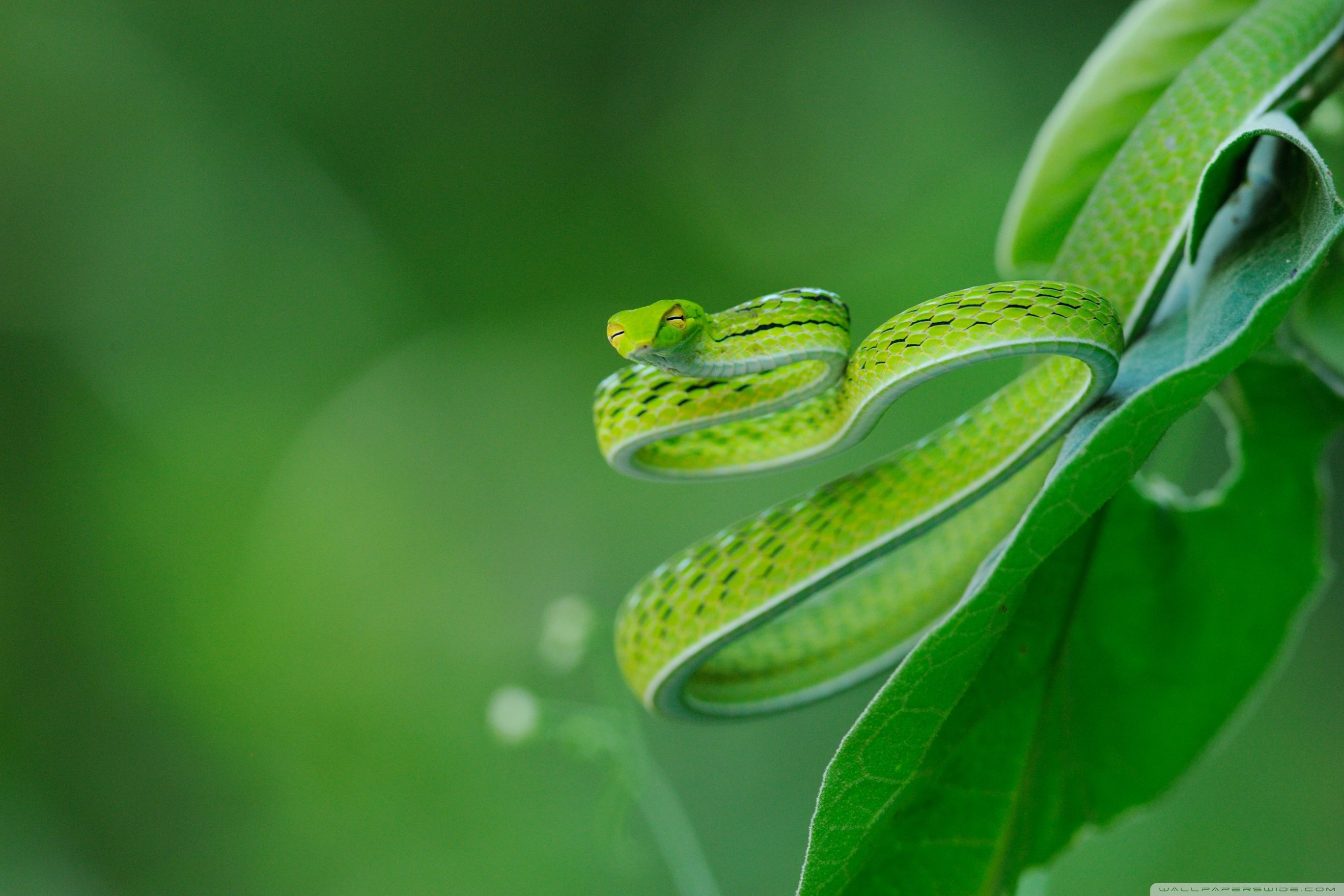 Serpente verde su foglia, 2736x1824 2K, PC