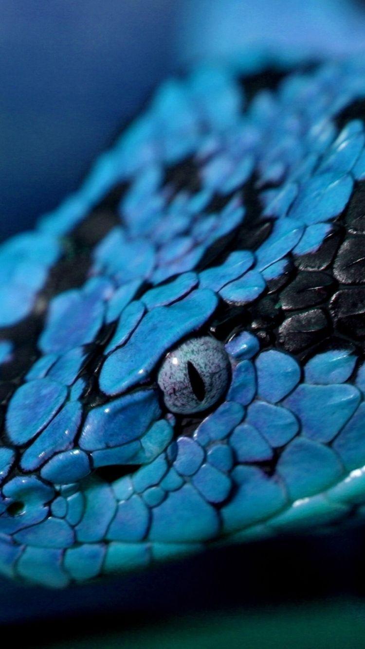 Serpente blu primo piano, 750x1334 Verticale, Mobile