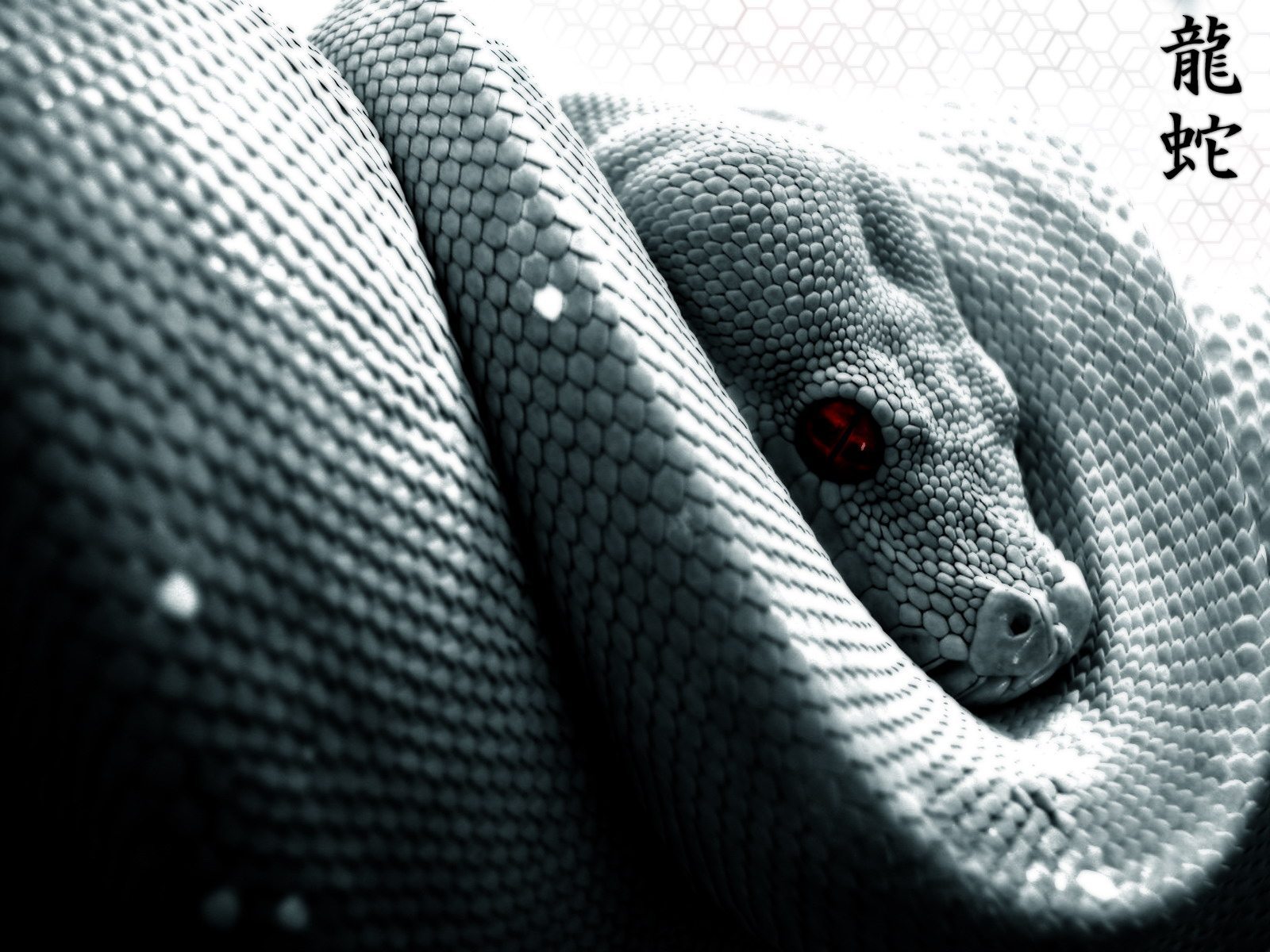 Serpente arrotolato bianco e nero, 1600x1200 HD, Desktop