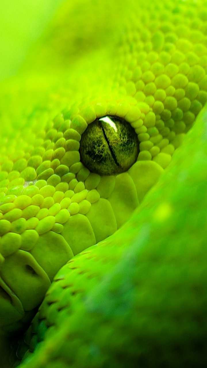 Occhio serpente verde primo piano, 720x1280 Verticale, Telefono