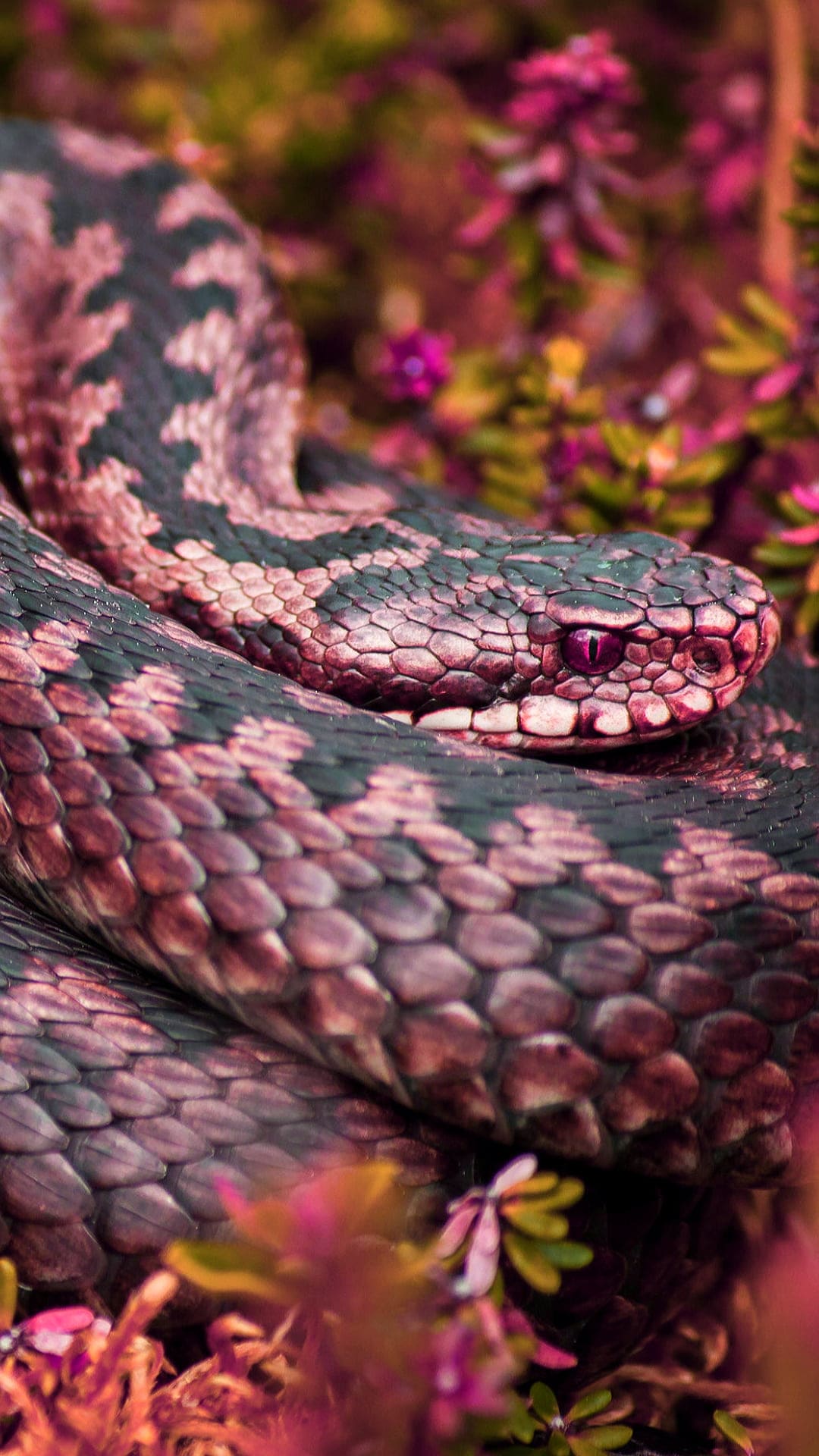 Serpente rosa tra fiori, 1080x1920 Full HD Verticale, iPhone