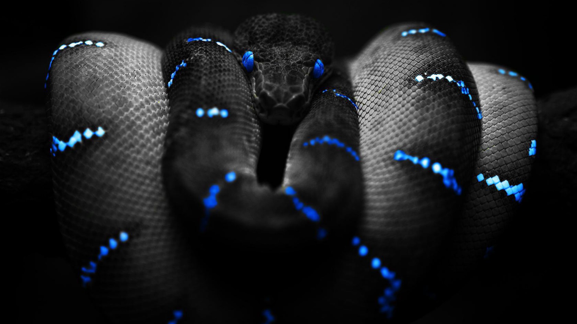 Serpente nero con motivi blu, 1920x1080 Full HD, Desktop