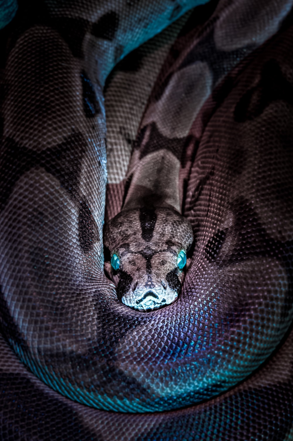Serpente pitone avvolto scuro, 1000x1503 Full HD Verticale, Realme