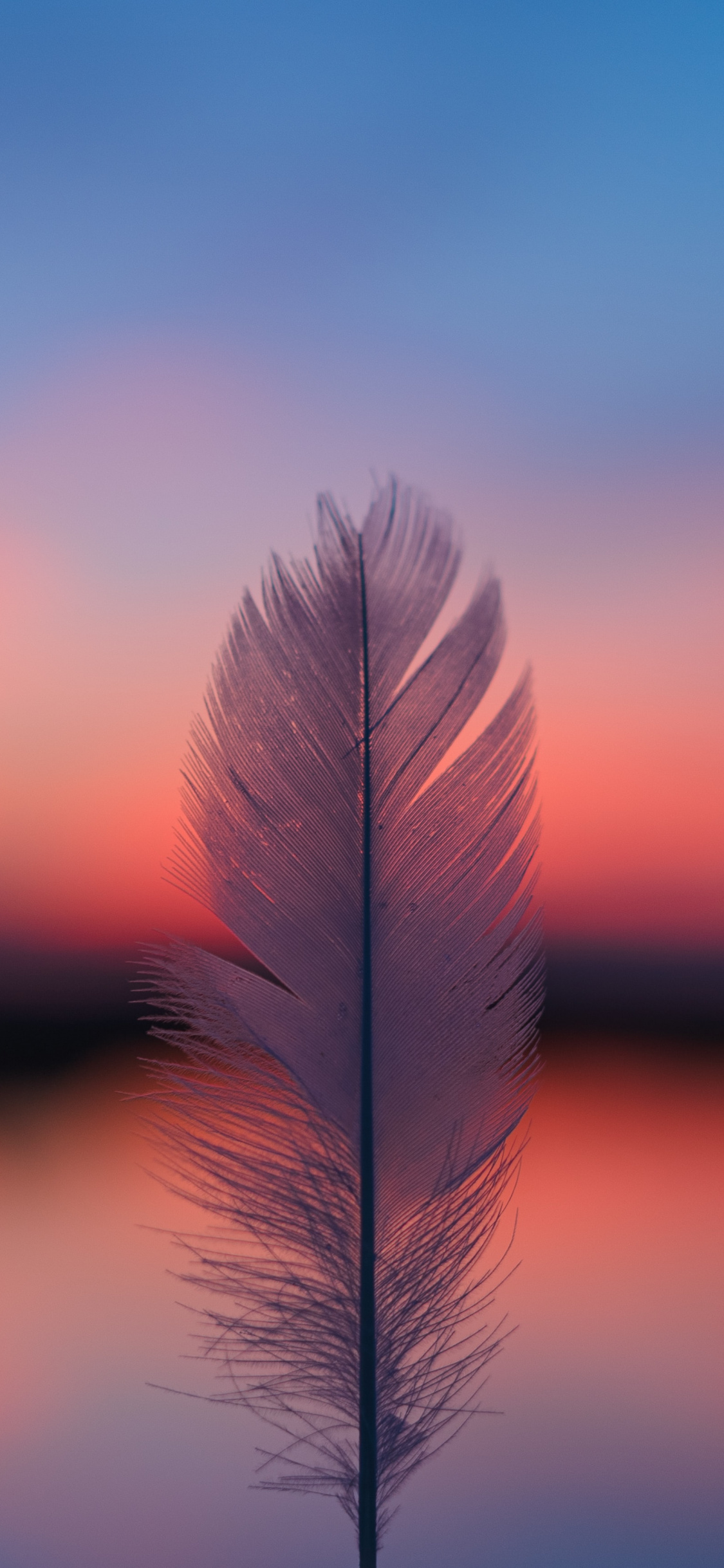 Piuma sfocata su tramonto, 1125x2436 Verticale, Mobile