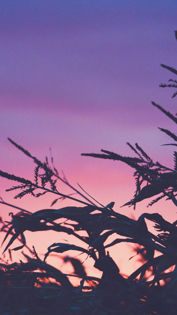 Silhouette piante al tramonto viola, 736x1308 Full HD Verticale, Smartphone