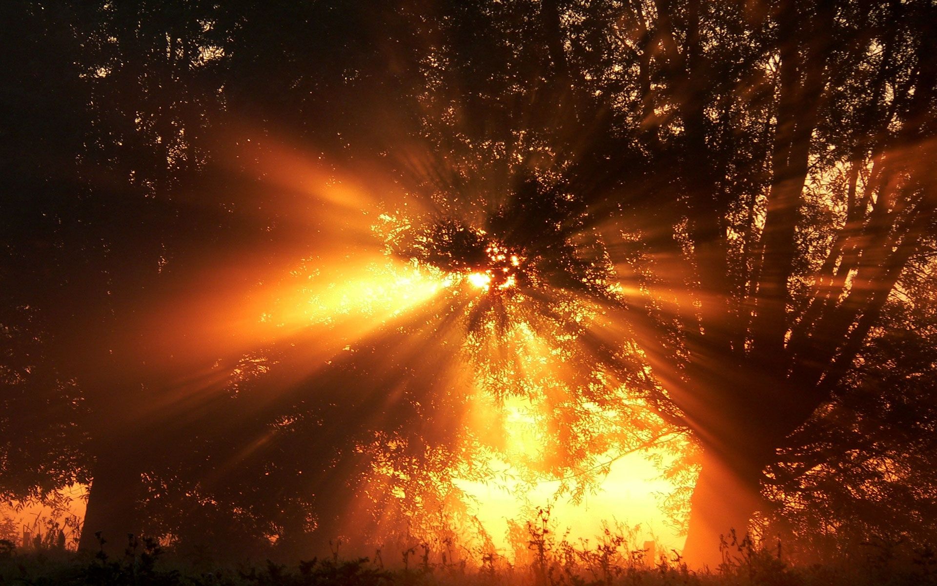 Fuoco tra alberi nella foresta, 1920x1200 WUXGA, PC