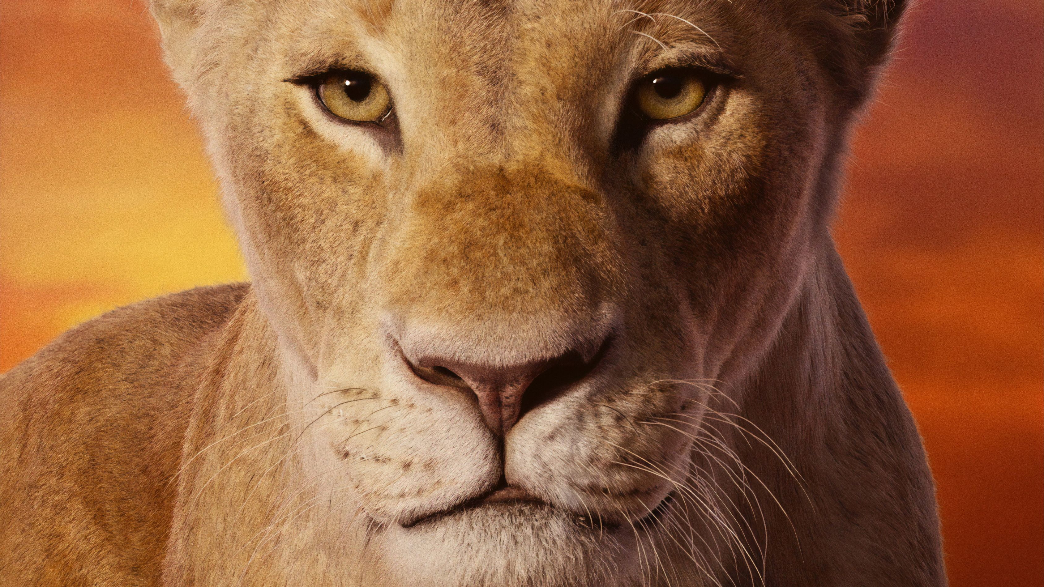 Nala, Il Re Leone 2019, 3376x1899 2K+, Laptop