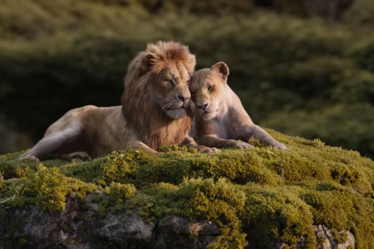 Simba e Nala leoni, 1200x800 HD, MacBook Air