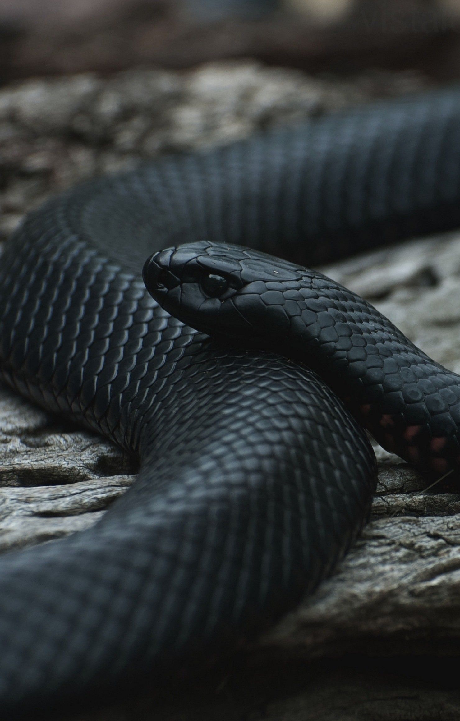 Serpente nero su roccia, 1480x2320 Full HD Verticale, iPhone