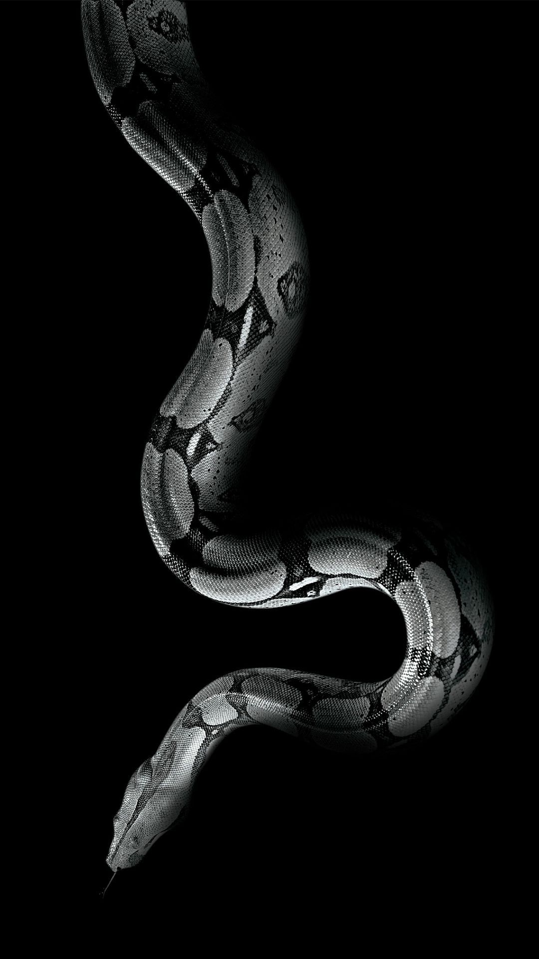 Serpente Serpeverde su nero, 1080x1920 Full HD Verticale, Samsung Galaxy
