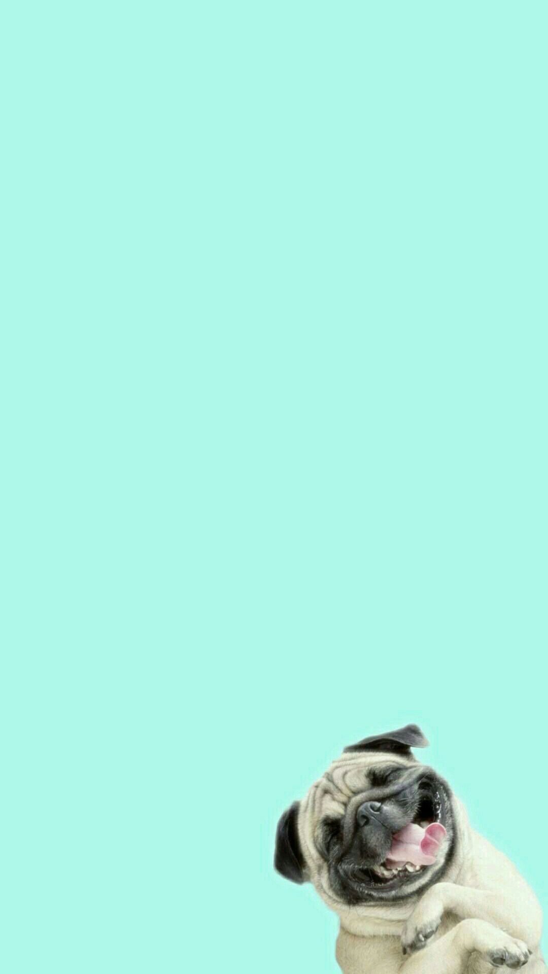 Cane pug divertente sfondo turchese, 1080x1920 Verticale, Mobile