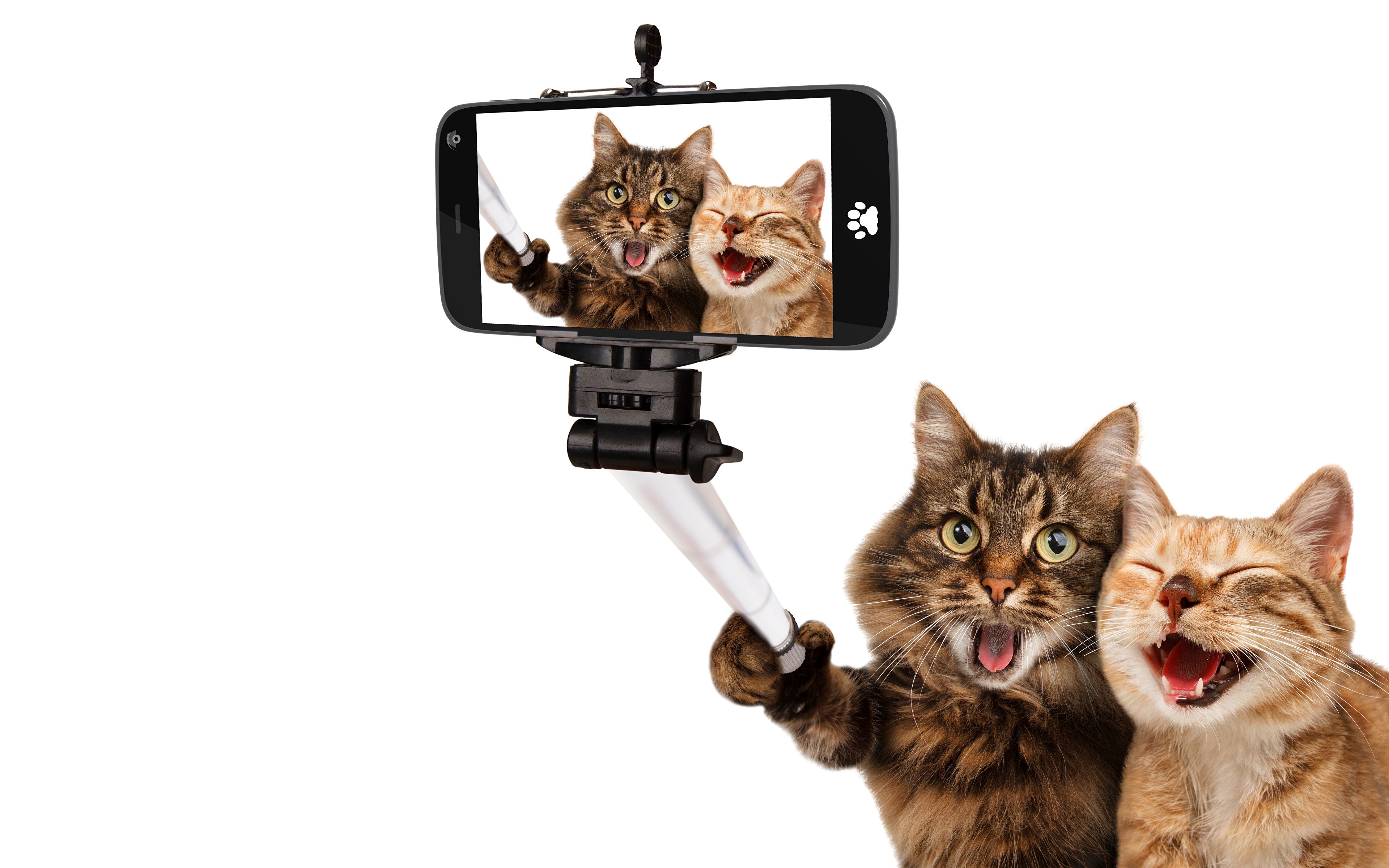 Gatti che si fanno selfie, 3840x2400 4K Ultra HD, Monitor 4K