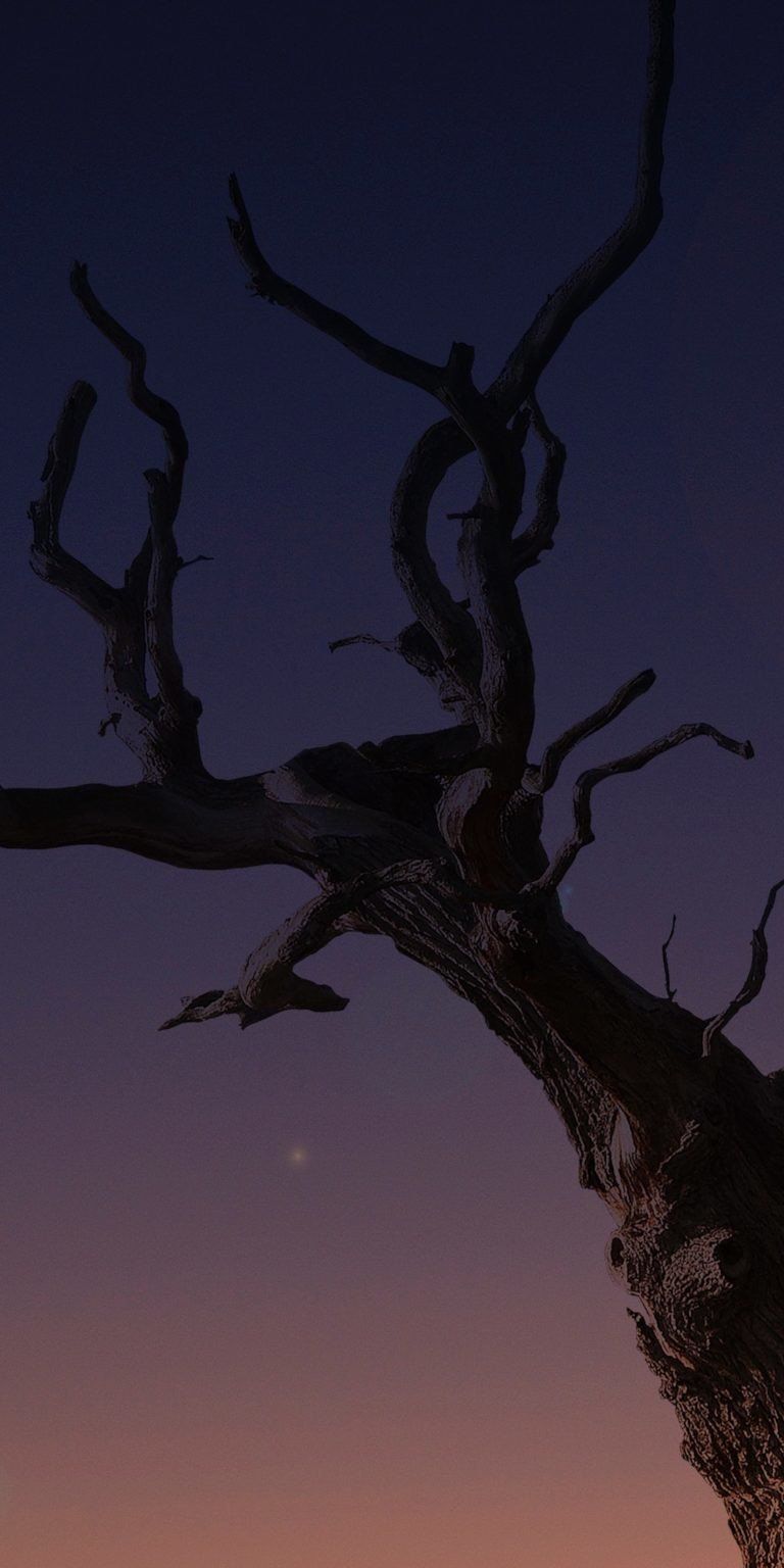 Albero silhouette al crepuscolo, 768x1536 Full HD Verticale, Smartphone