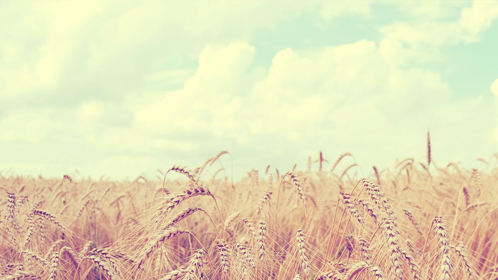 Campo di grano dorato, 1920x1080 1080p, Laptop