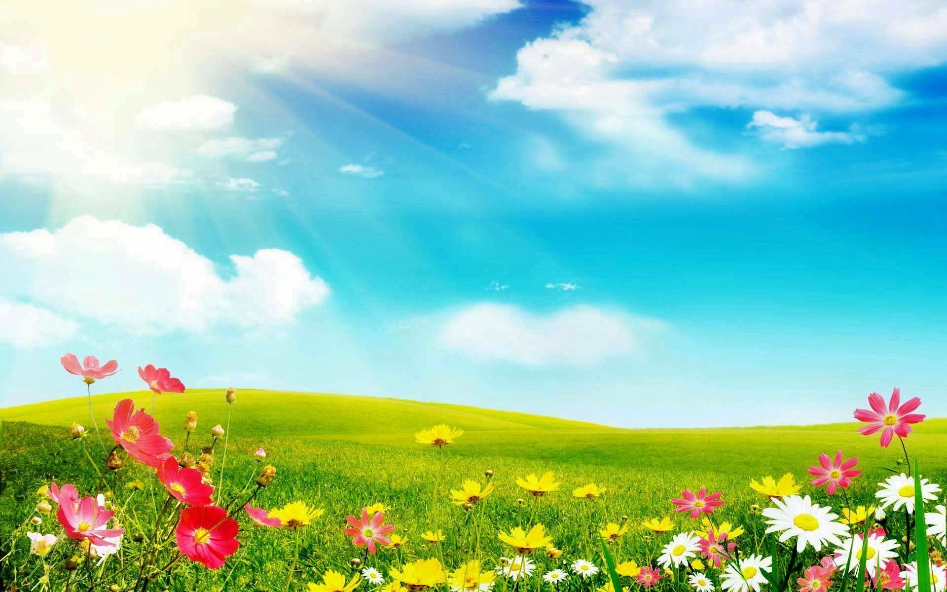 Prato fiorito con sole, 1920x1200 Full HD+, Laptop