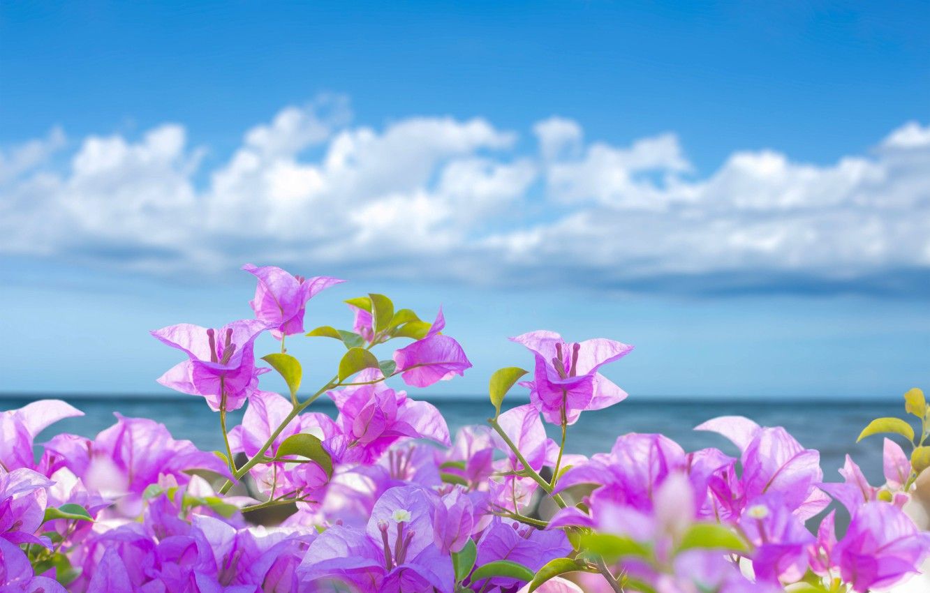 Fiori di bouganville rosa mare, 1332x850 HD, Desktop