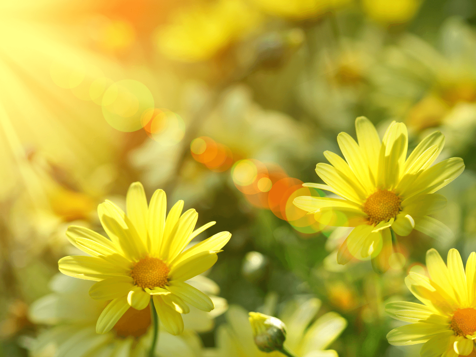 Margherite gialle con luce solare, 1600x1200 HD Ready, Laptop