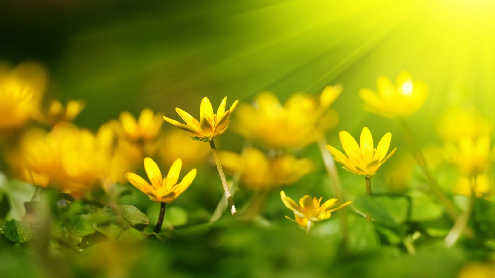 Fiori gialli con sole, 1600x900 HD, Desktop