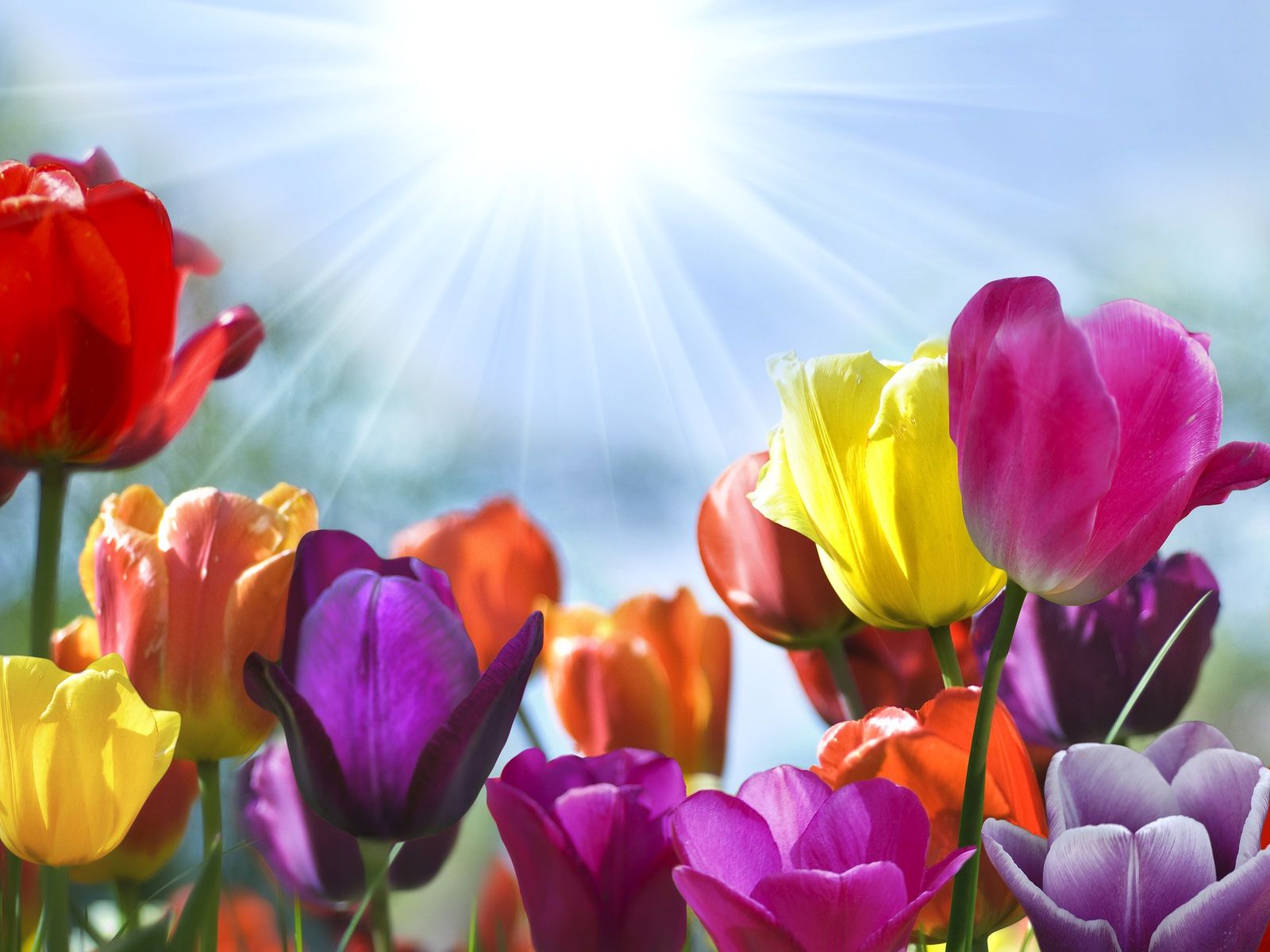 Tulipani colorati con sole, 1600x1200 900p, Desktop