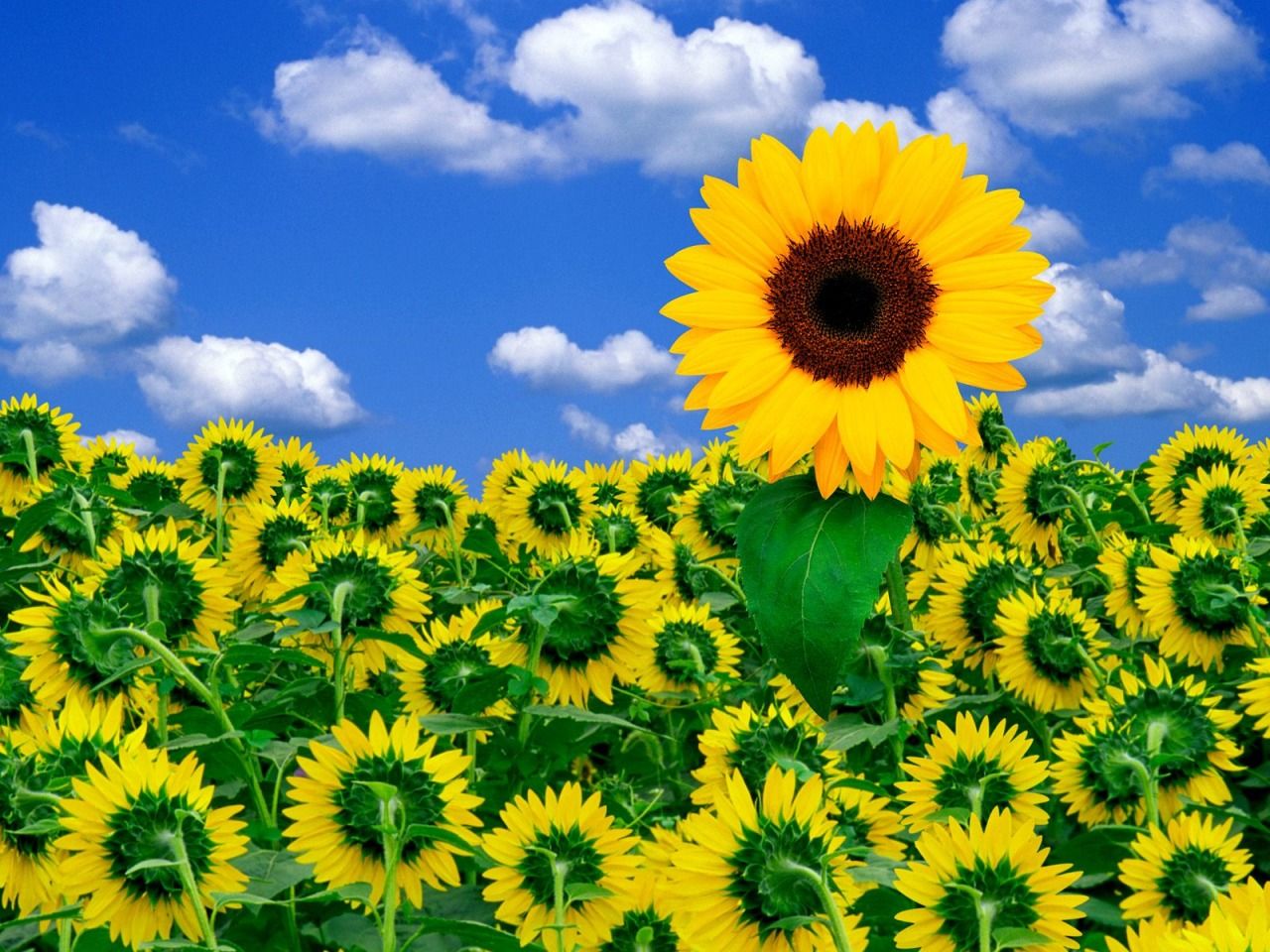 Campo di girasoli, 1280x960 720p, Laptop