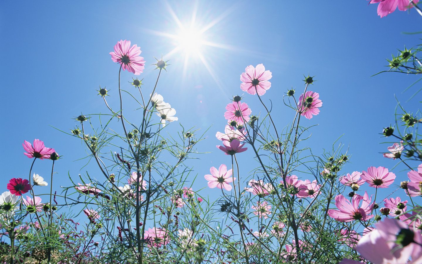 Fiori cosmos rosa sotto sole, 1440x900 HD, Desktop
