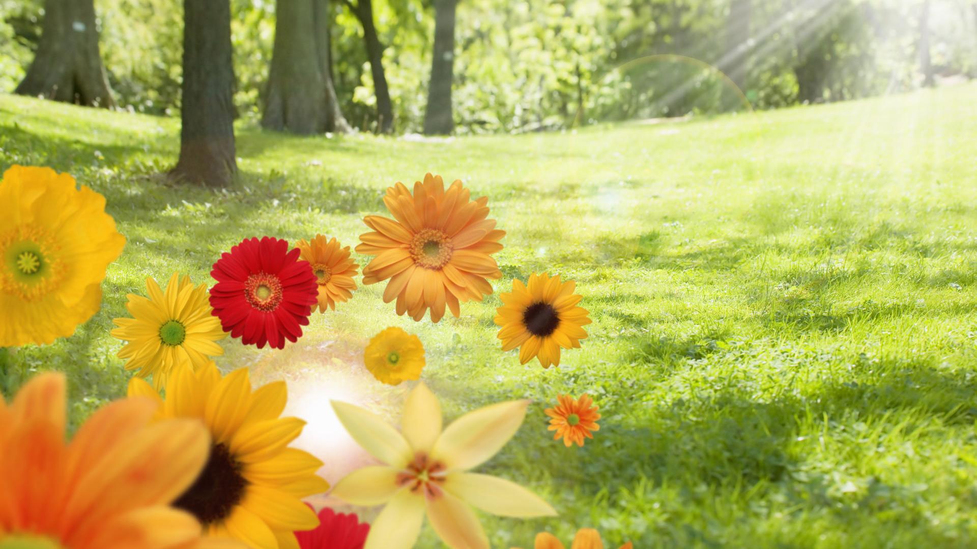 Fiori colorati prato soleggiato, 1920x1080 Full HD 1080p, PC Desktop