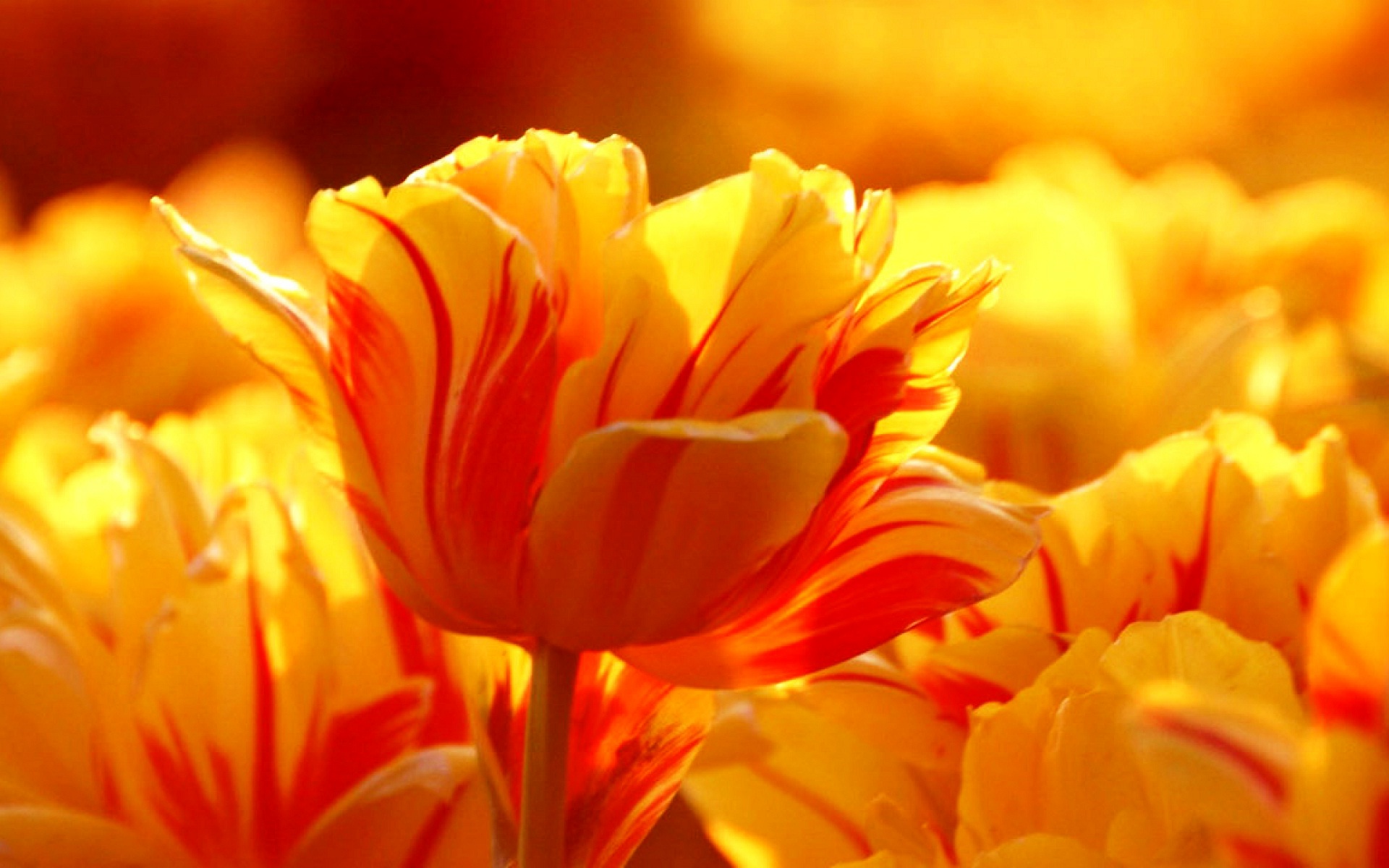 Tulipani gialli e rossi, 1920x1200 Full HD+ WUXGA, Desktop