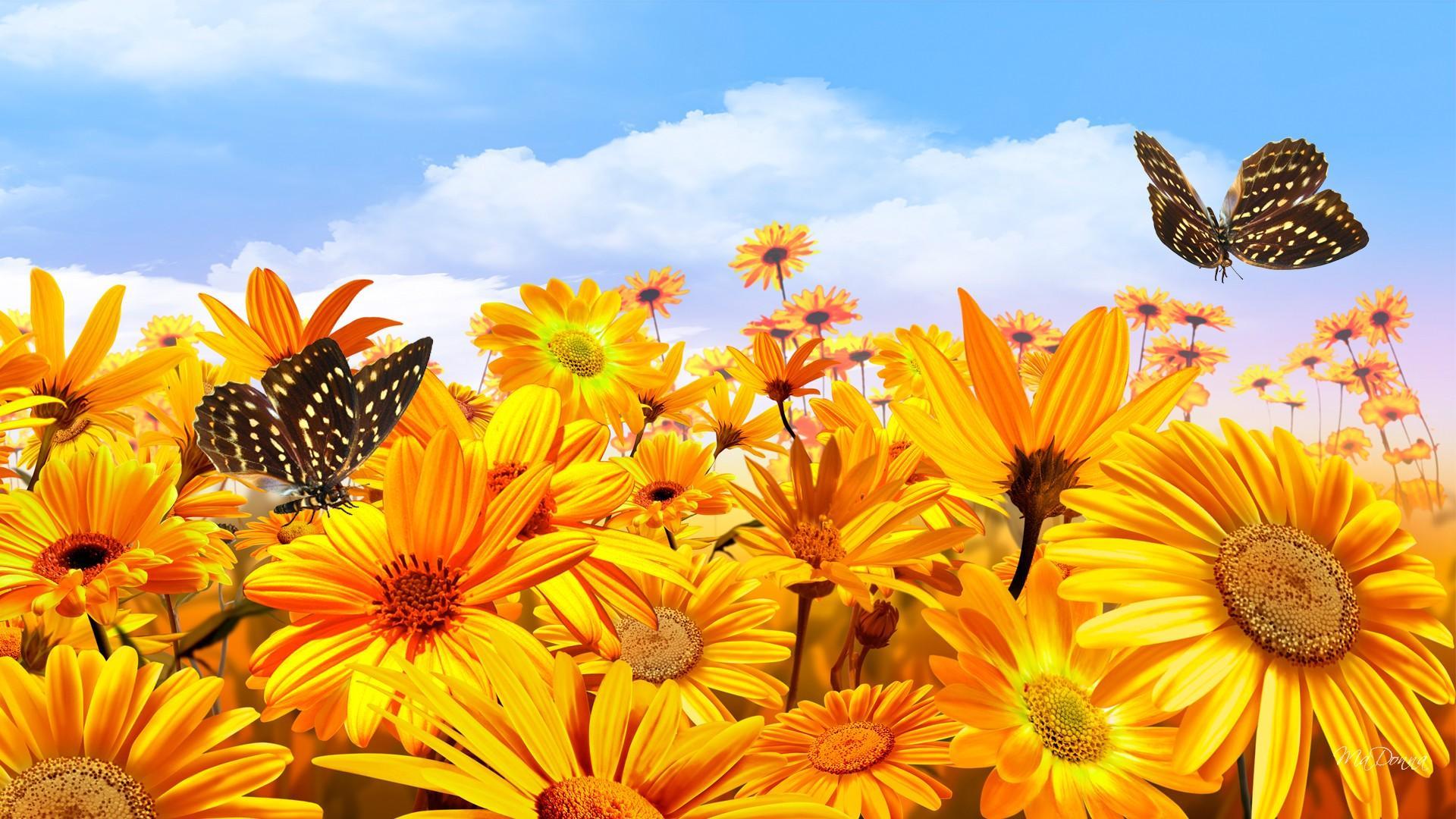 Girasoli gialli con farfalle, 1920x1080 Full HD, Laptop