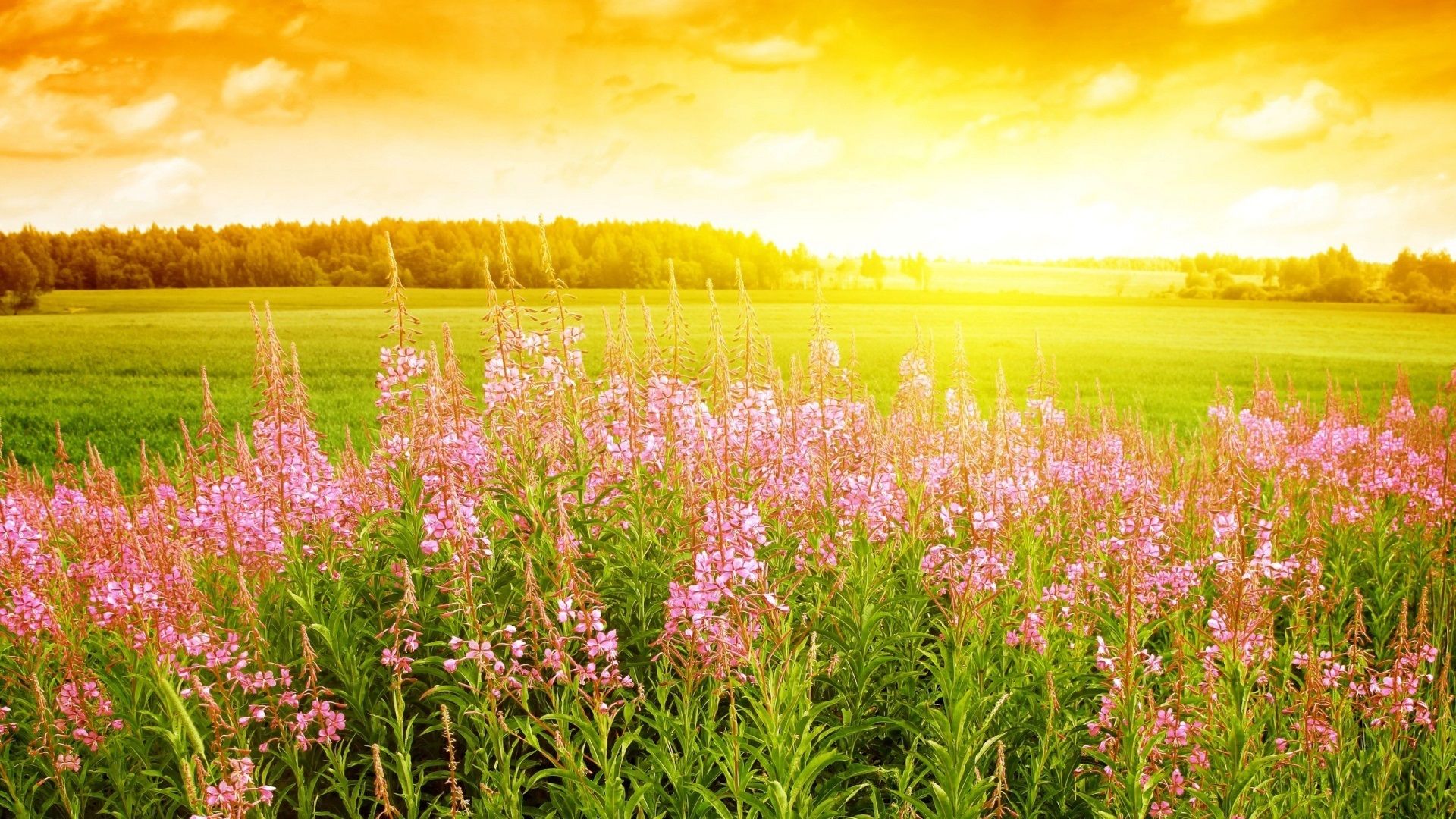 Fiori rosa campo con alba, 1920x1080 1080p, Desktop