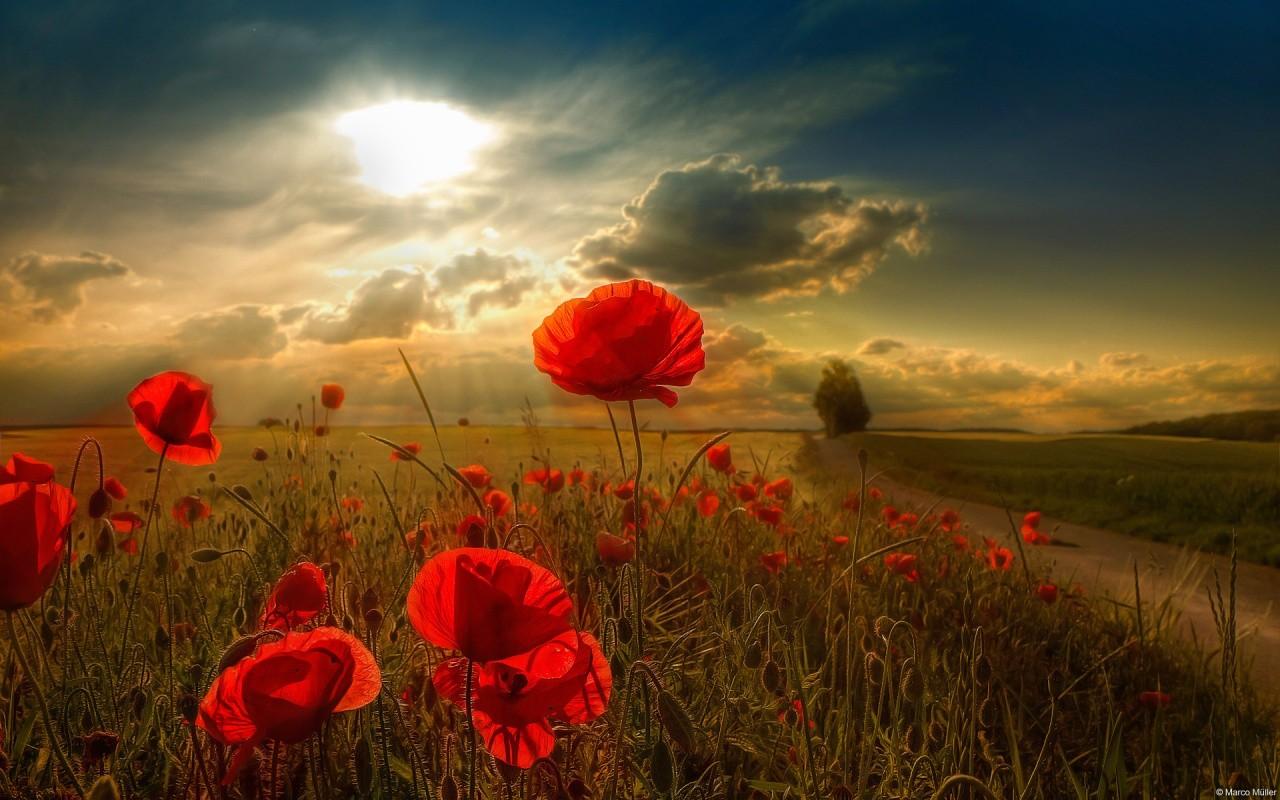 Papaveri rossi al tramonto, 1280x800 720p, PC