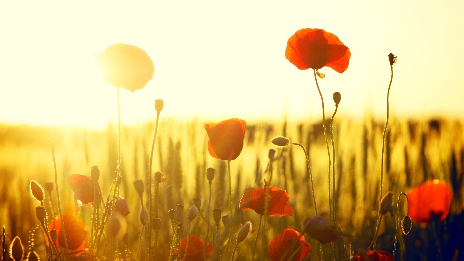 Papaveri rossi al tramonto, 1920x1080 Full HD 1080p, PC