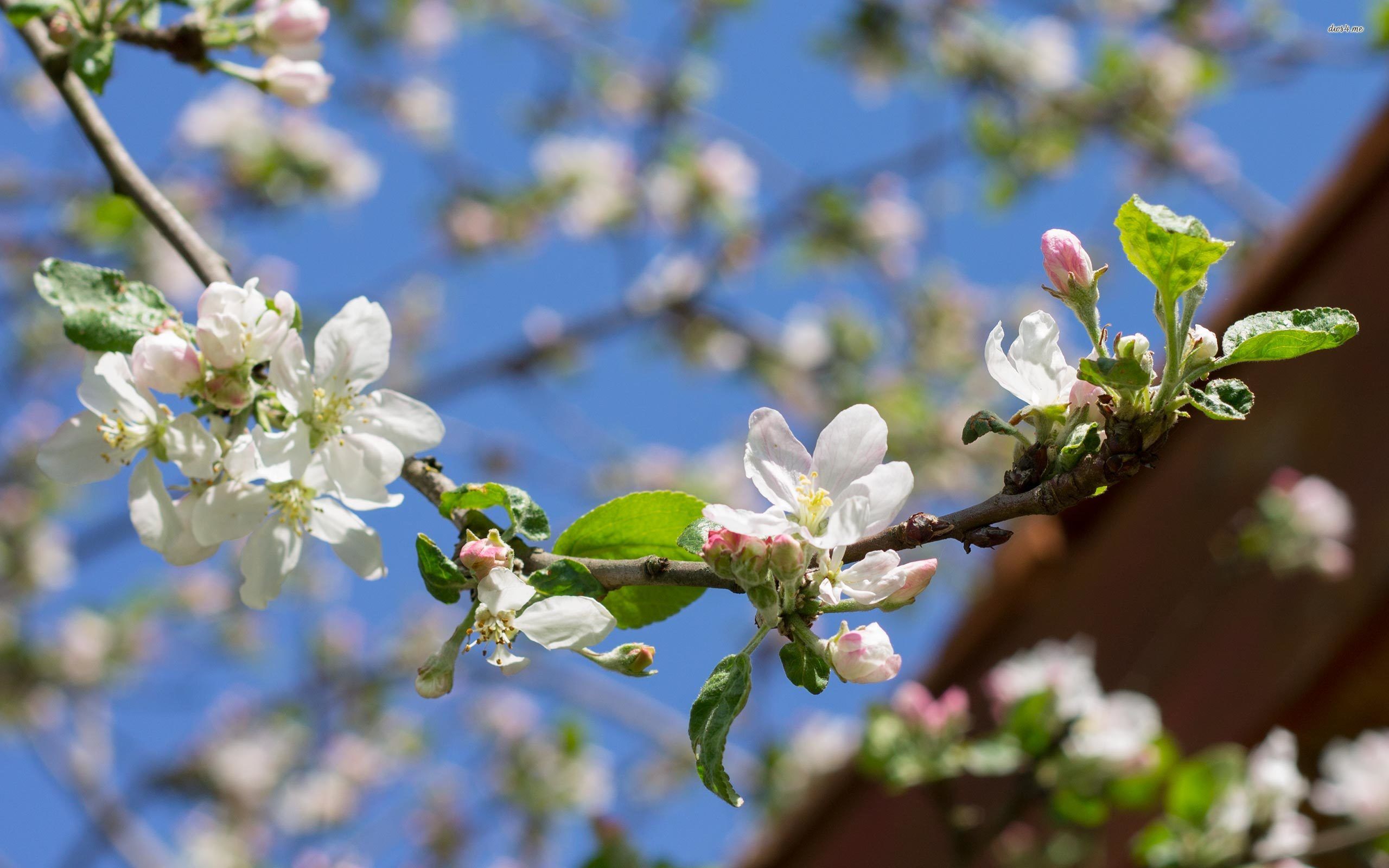 Ramo di melo in fiore, 2560x1600 2K+, MacBook Pro