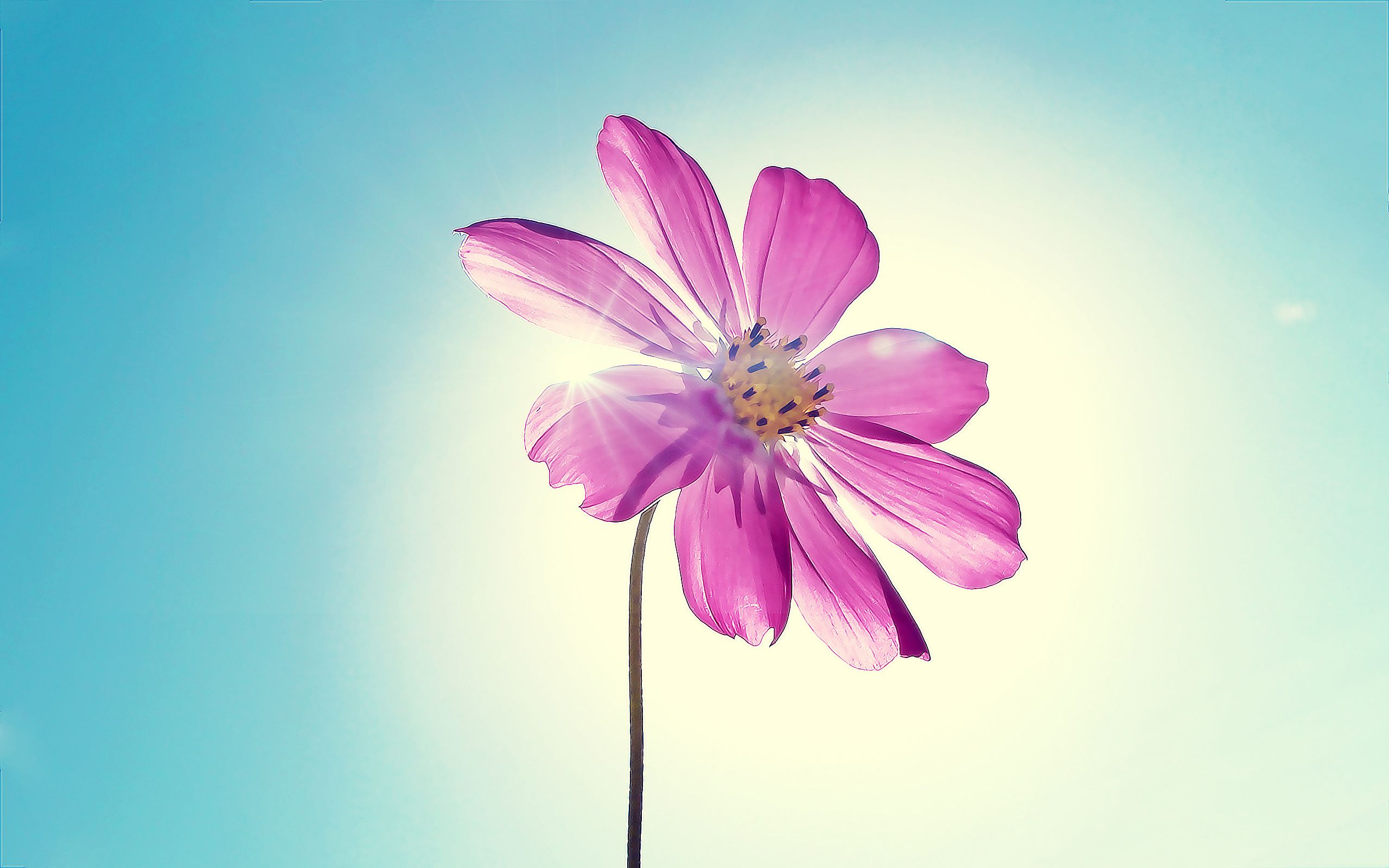 Fiore rosa controluce cielo, 2560x1600 WQXGA, PC