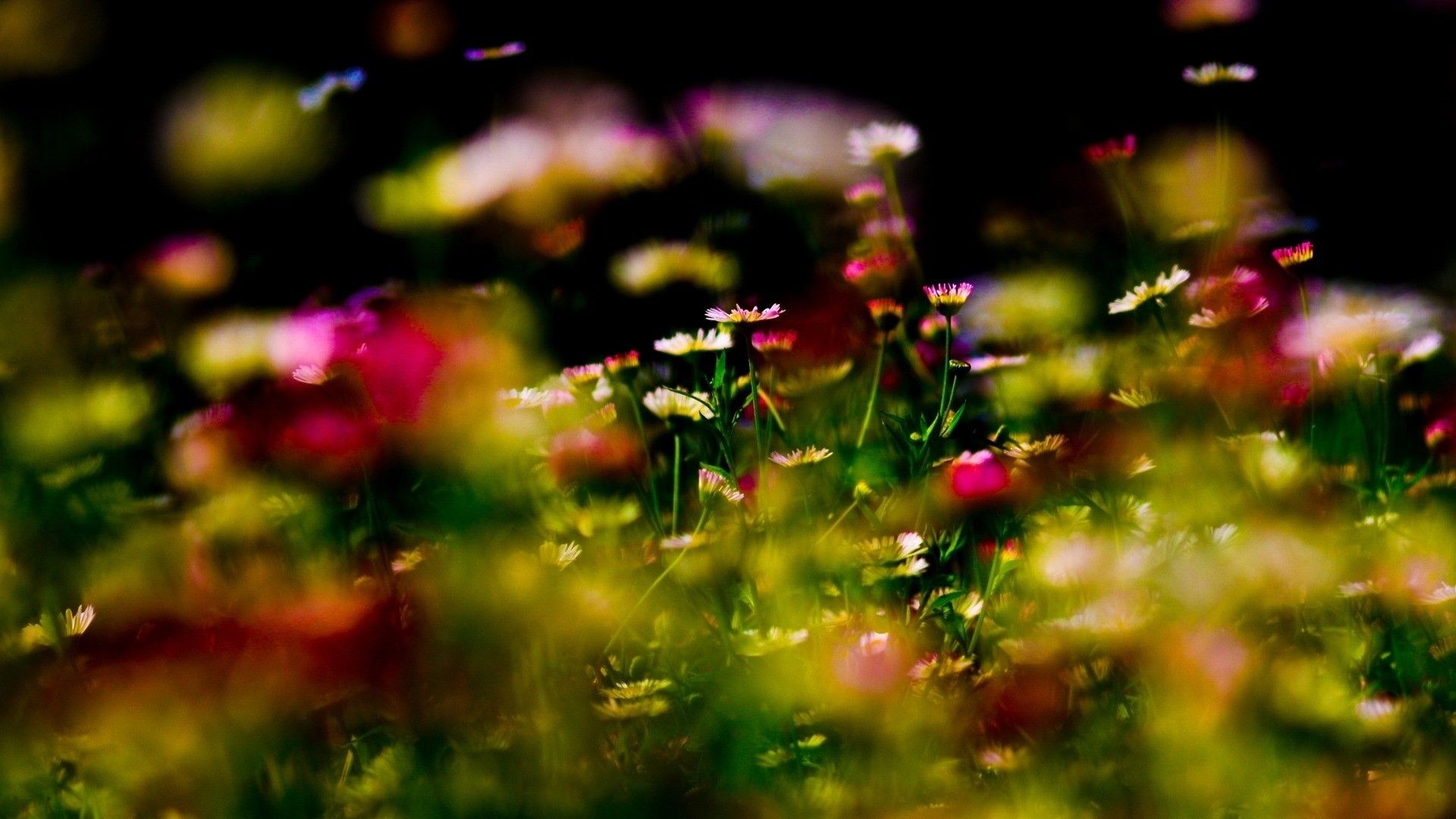 Fiori campo con gocce rugiada, 1920x1080 Full HD 1080p, Laptop