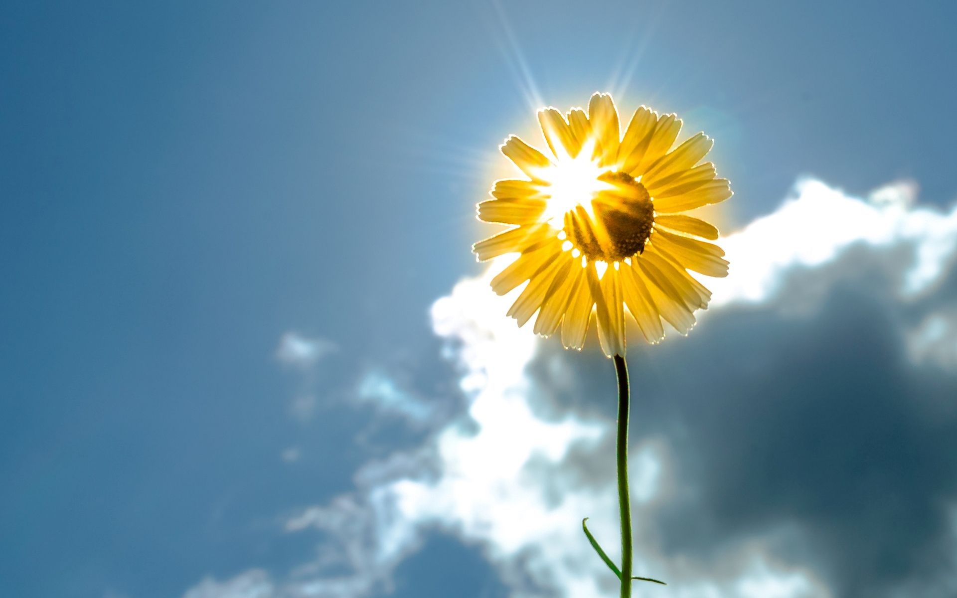Girasole controluce con sole, 1920x1200 Full HD+, PC Desktop