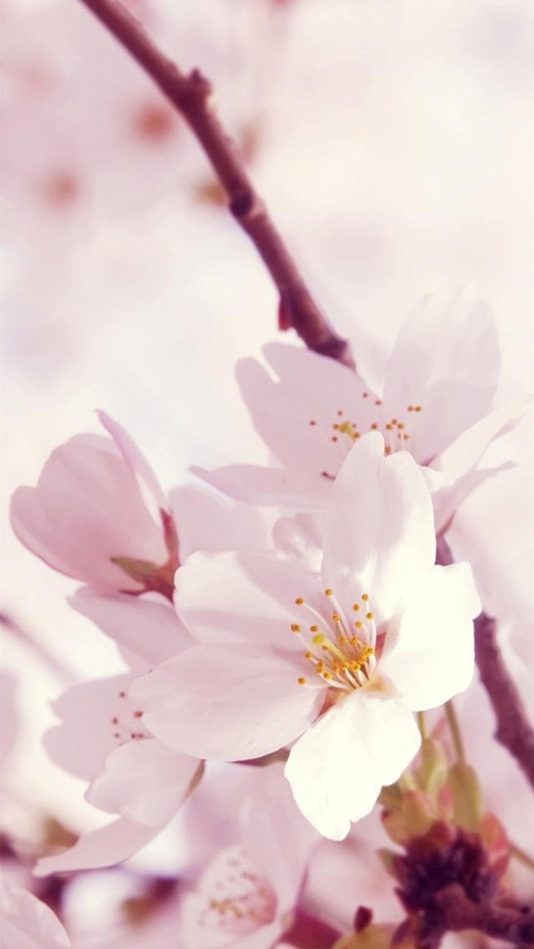 Fiori di ciliegio rosa, 1080x1920 Verticale, Samsung Galaxy