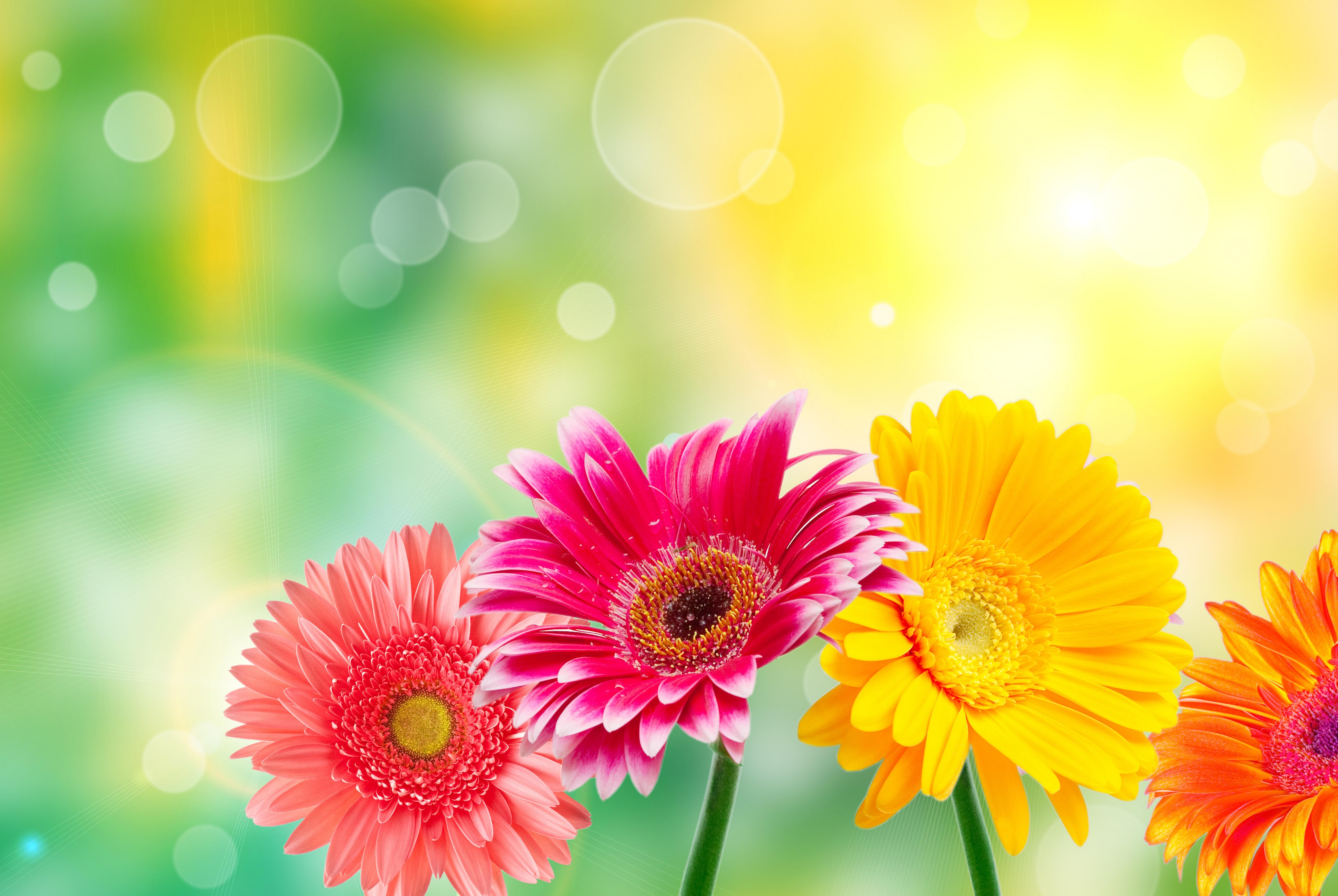 Gerbere colorate su sfondo bokeh, 6550x4385 4K, Desktop 4K