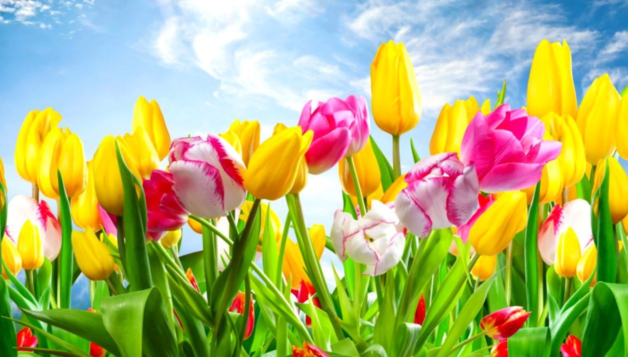 Tulipani colorati con cielo, 1256x714 HD, Laptop