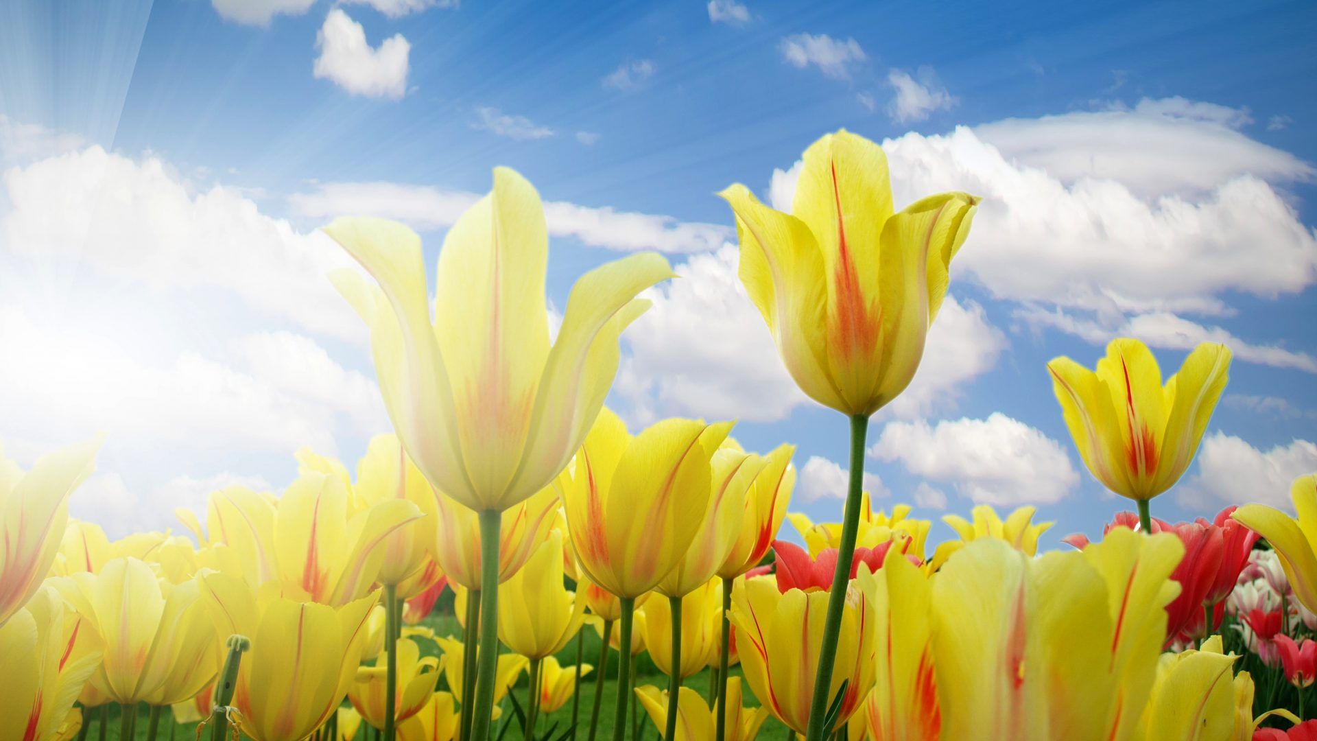 Tulipani gialli con sole, 1920x1080 1080p, Desktop