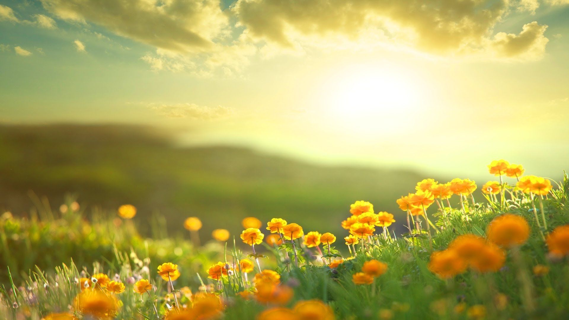 Sole splendente su campo fiorito, 1920x1080 Full HD 1080p, PC Desktop