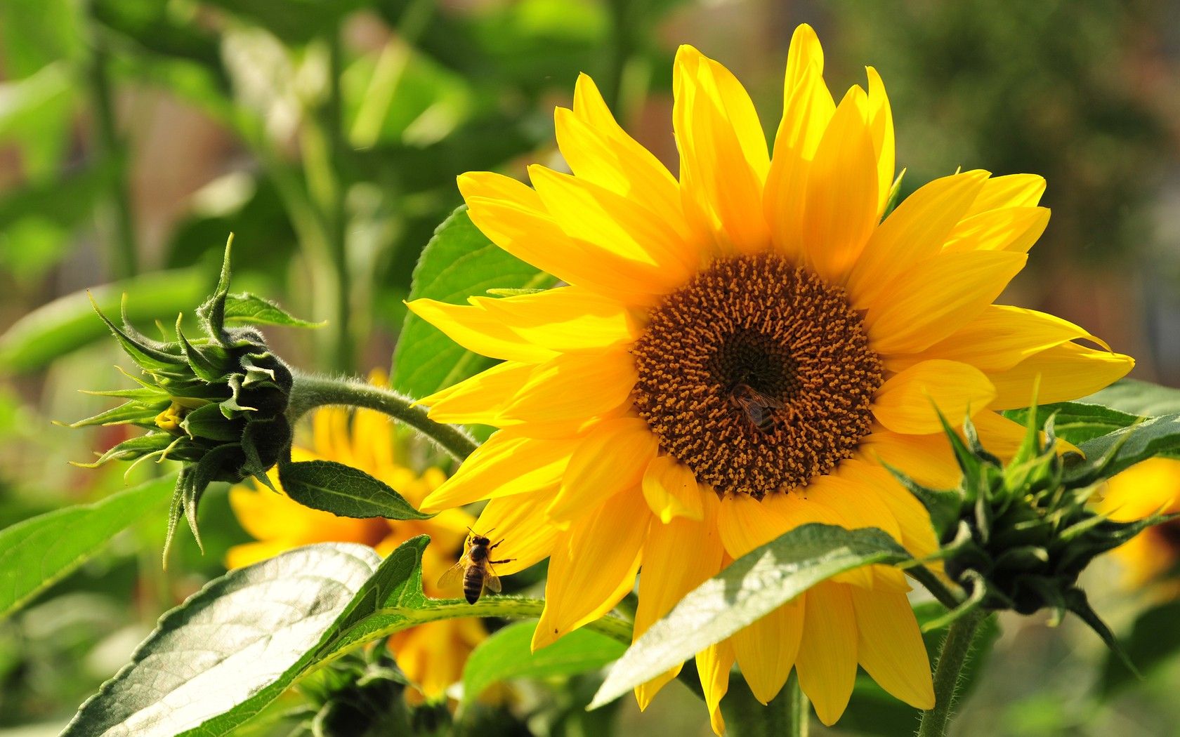 Girasole giallo con formica, 1680x1050 HD Ready, Acer Nitro